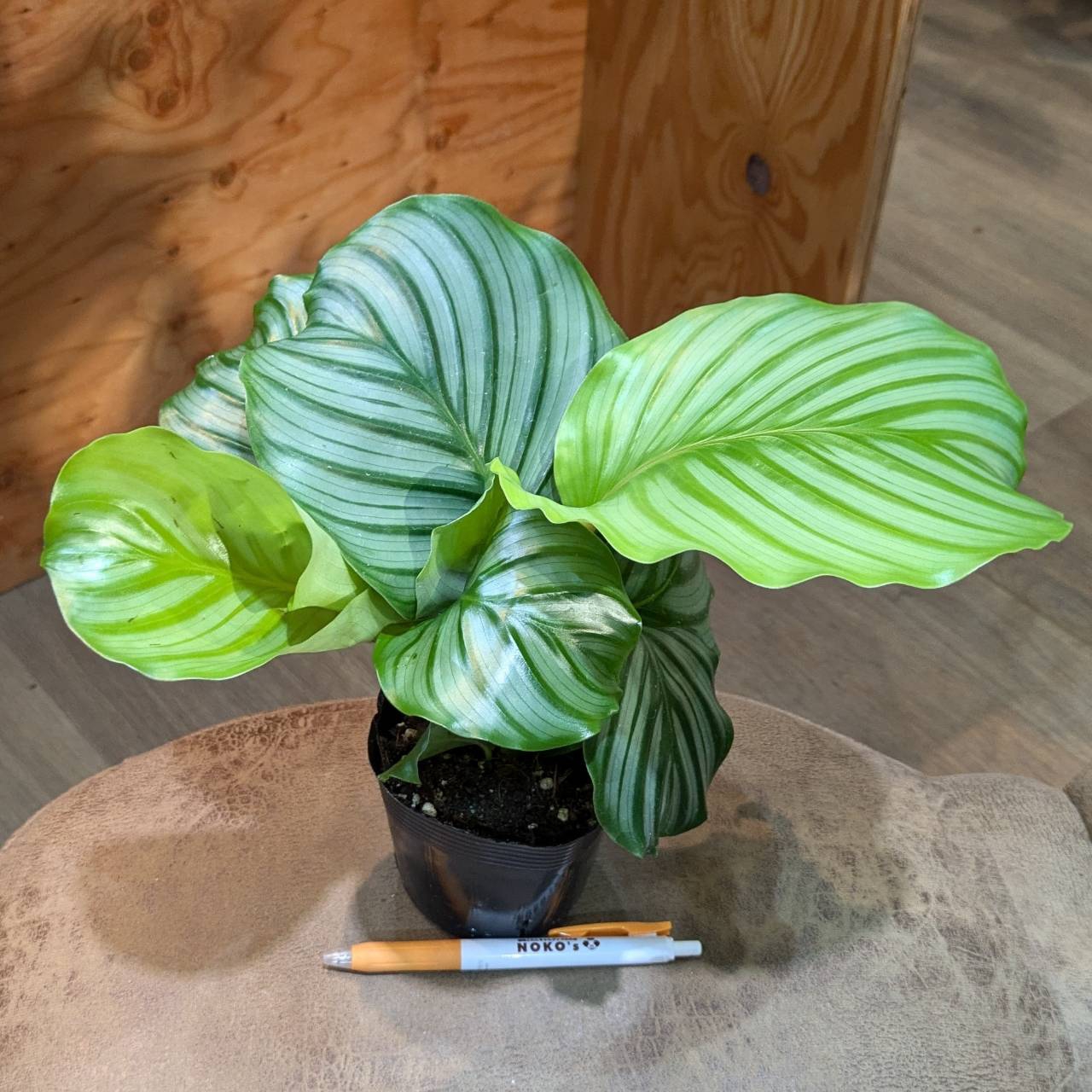 7月25日(木)☆入荷情報です☆ | NOKO's