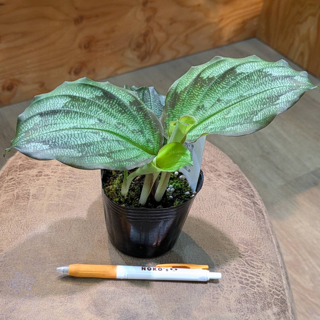 【珍しい樹形】ポリシャス トルネード 観葉植物 インテリアグリーン 珍しい樹形】ポリシャス トルネード 観葉植物 インテリア
