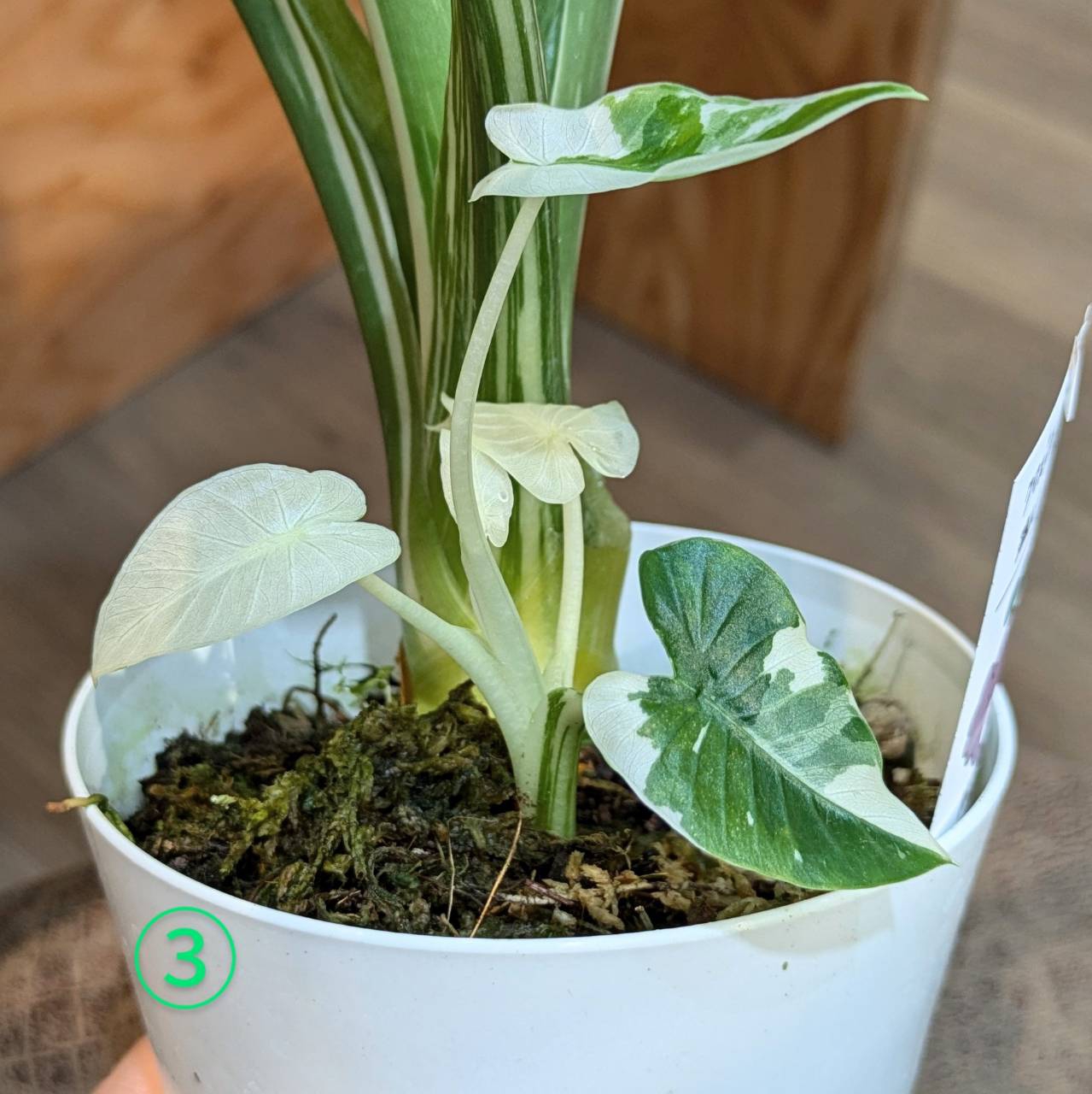 ☘観葉植物☘ポトス テルノグレース③（カラテア リプサリス アロカシア ヘデラ） ポトス テルノグレース | GREEN LUCK