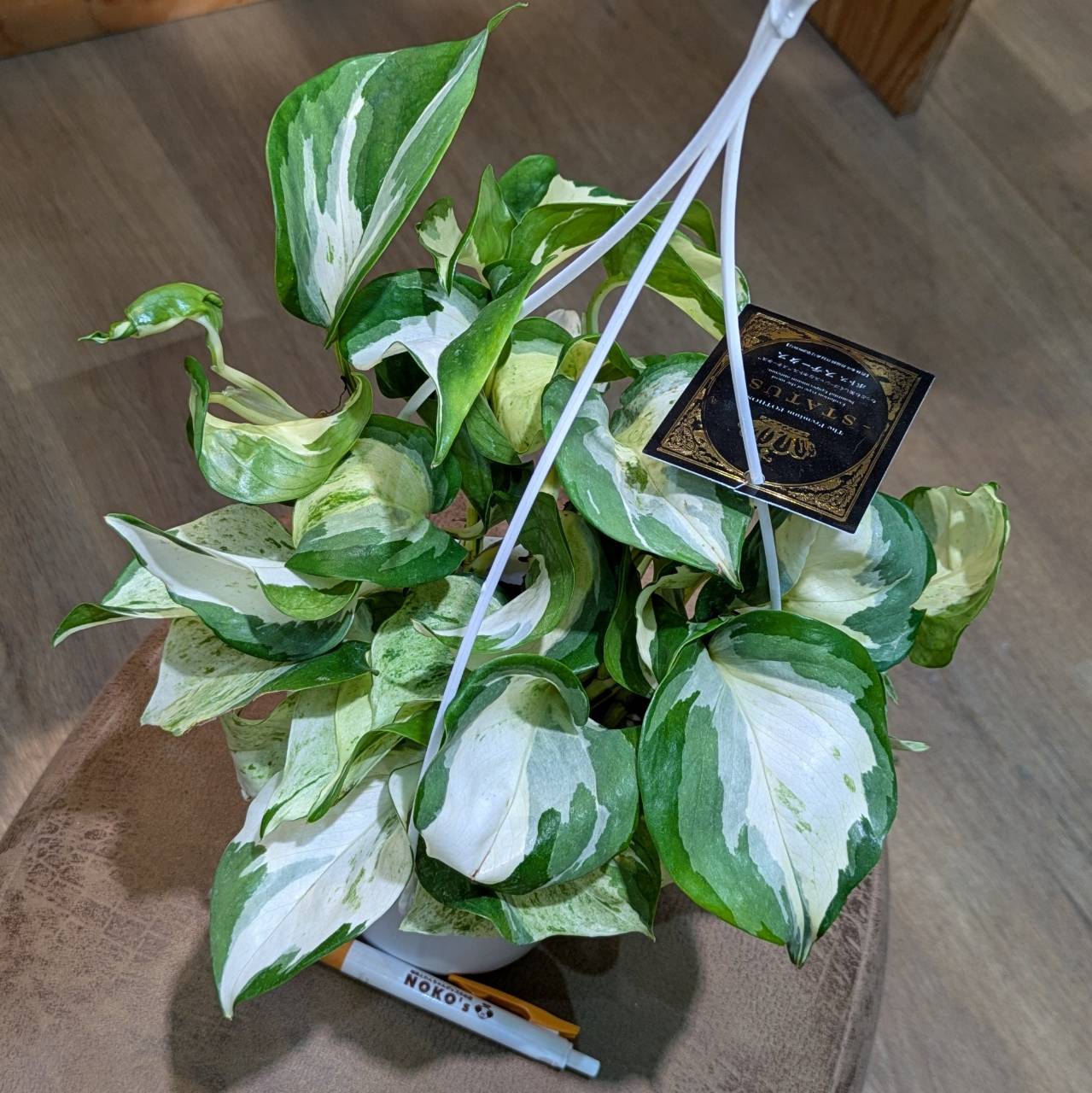 ☘観葉植物☘ポトス テルノグレース⑤（カラテア リプサリス