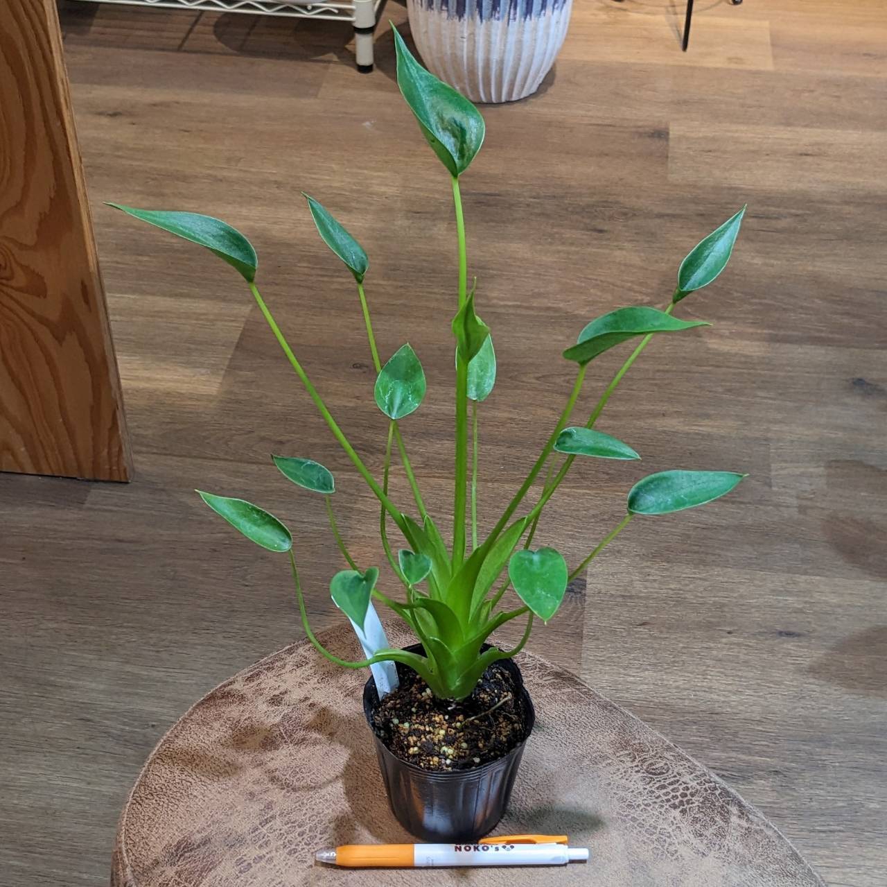 2月8日(木)＆9日(金) ◎入荷情報です◎ | NOKO's