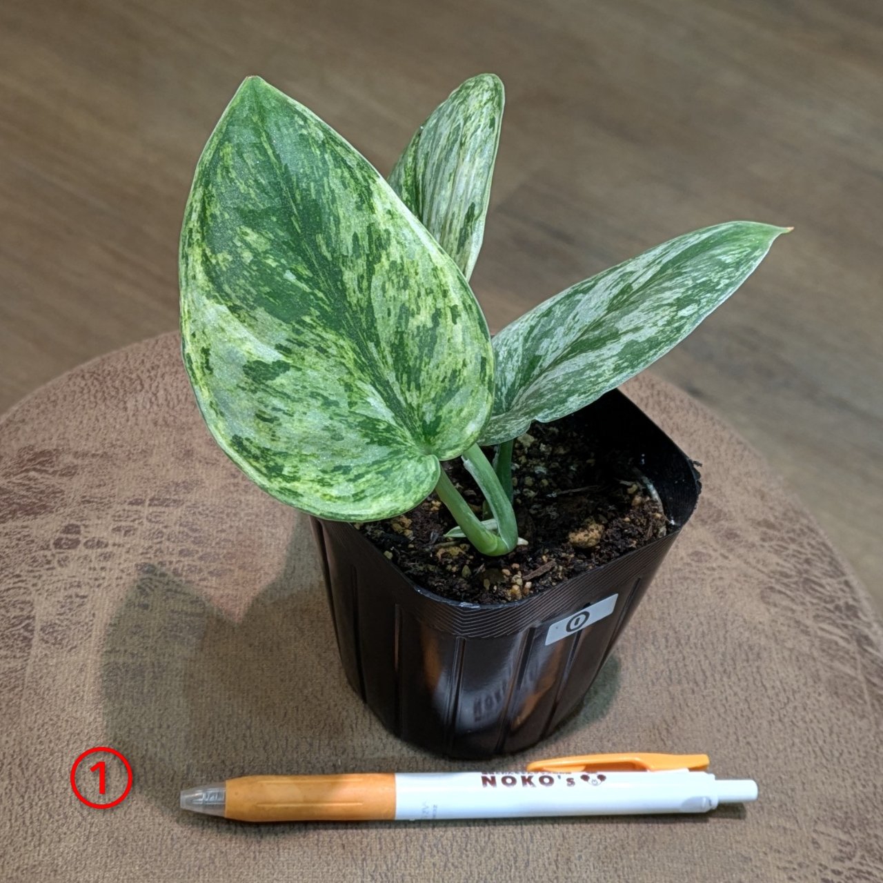 【カギしっぽの新芽がぴょこぴょこ】リプサリス パラドクサファイン 玉柳 カギしっぽの新芽がぴょこぴょこ】リプサリス パラドクサ