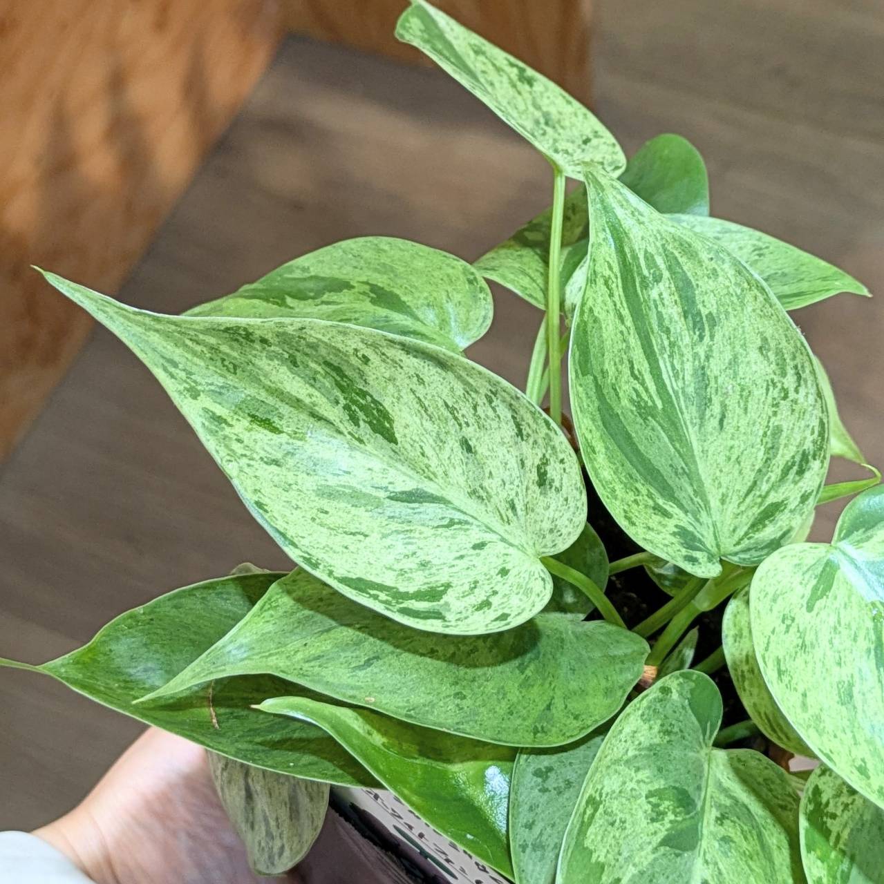 待望の入荷！希少★4 トラベシア　トレベシア パルマータ　7号　観葉植物　736 待望の入荷！希少☆4 トラベシア トレベシア パルマータ 7号 観葉植物