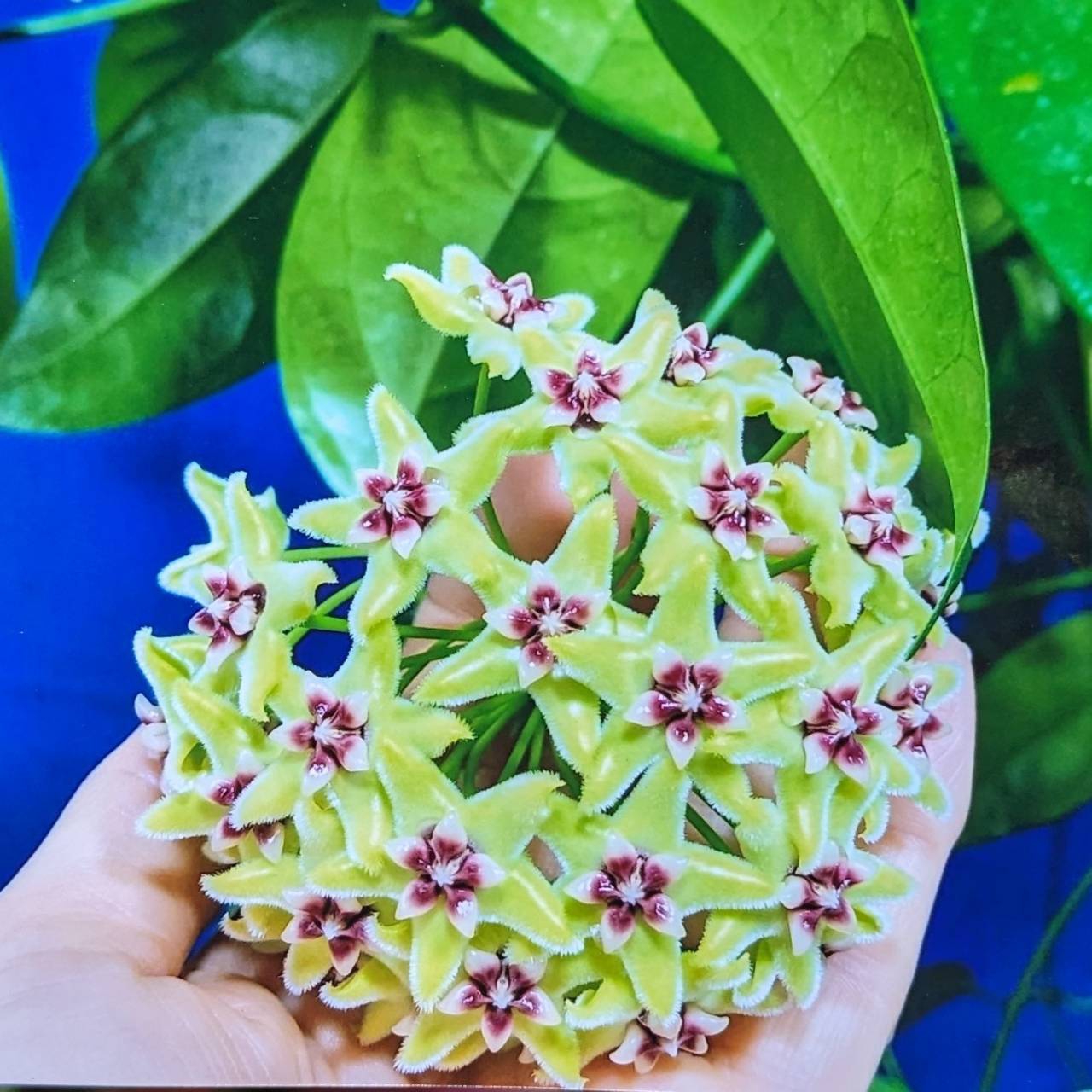 12月7日(木)◎入荷情報です◎ | NOKO's