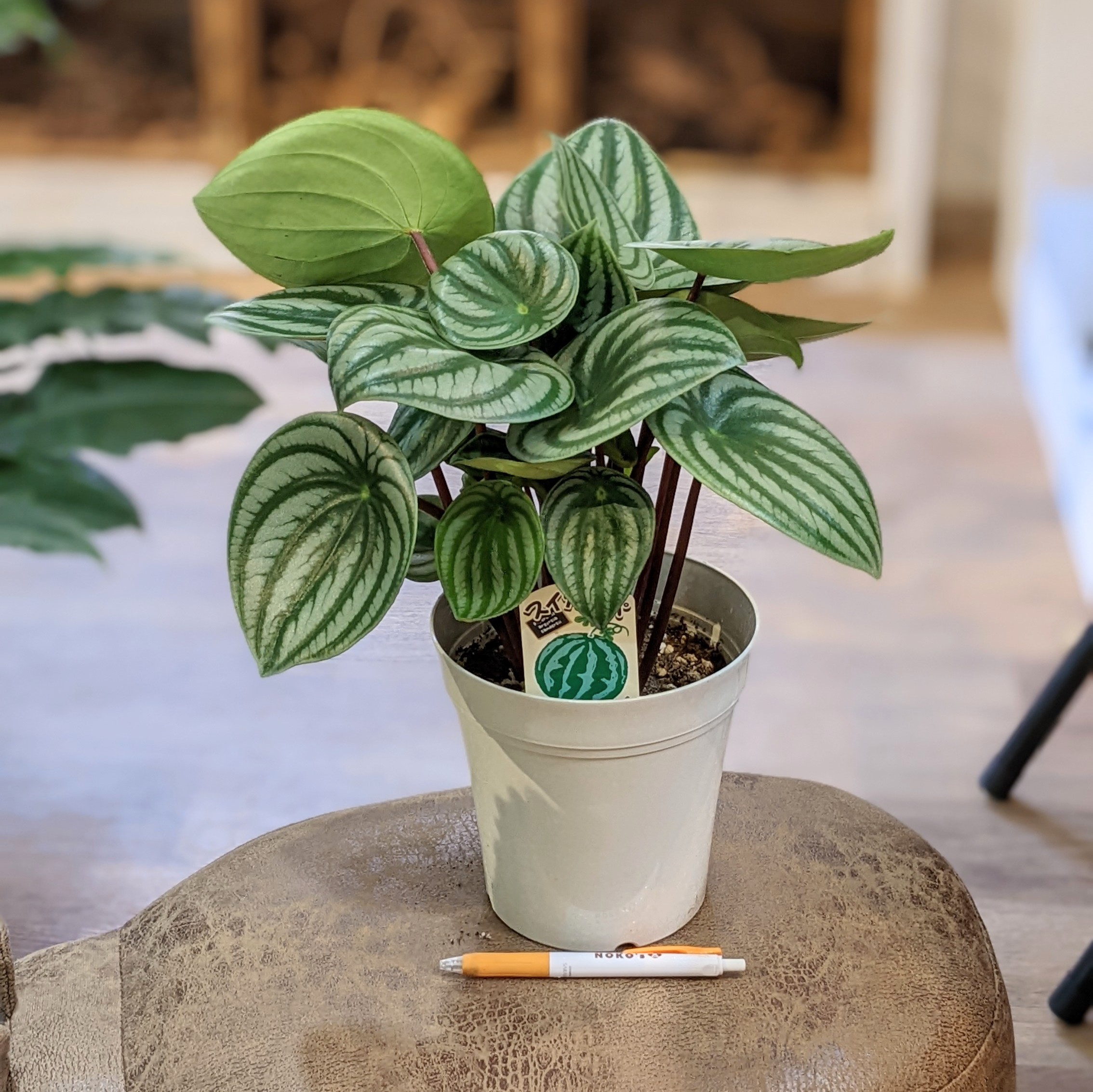 観葉植物A 7月28日(木)☆入荷情報☆ | NOKO's