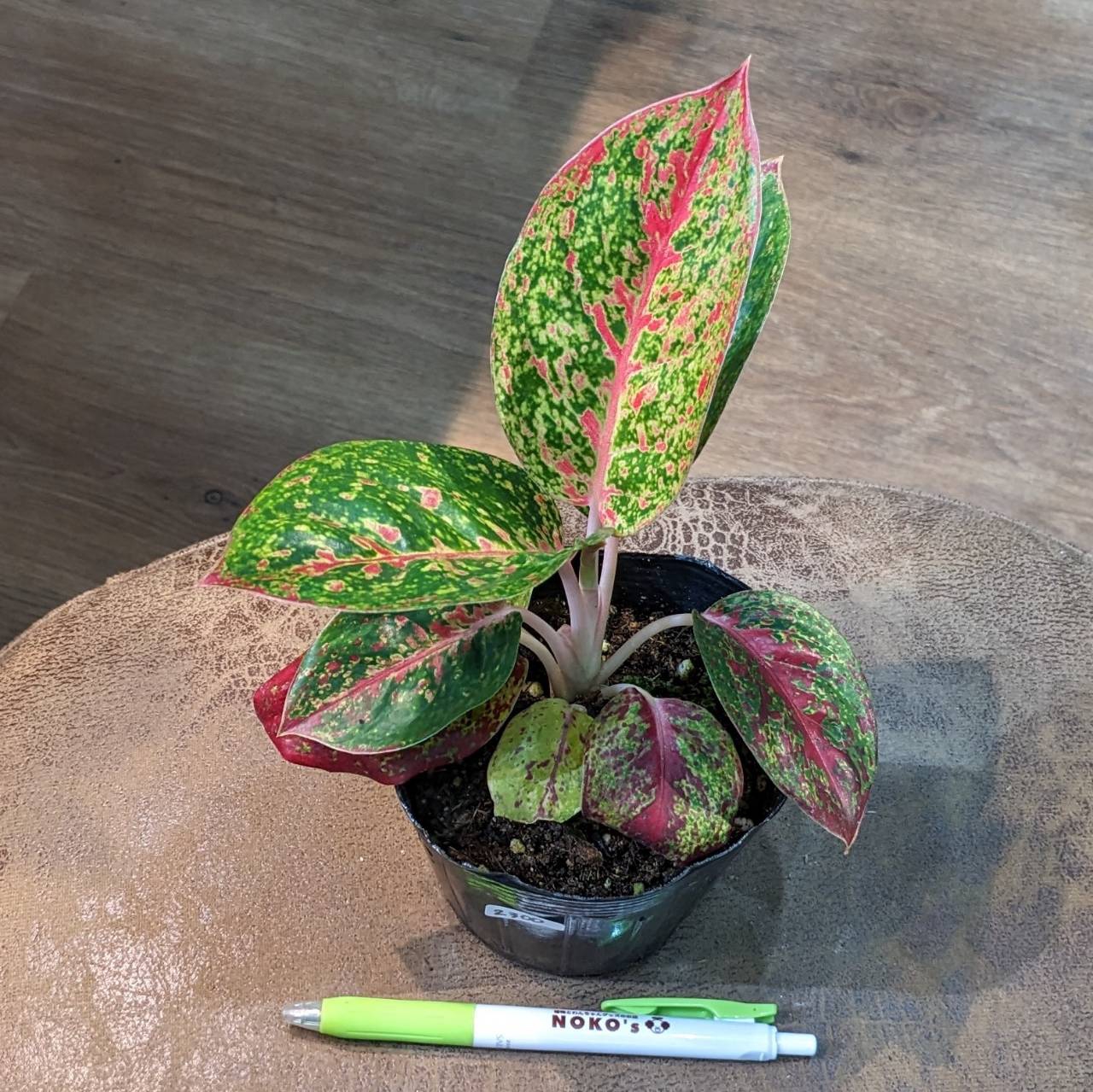 7月13日(木) ◎入荷情報◎ | NOKO's