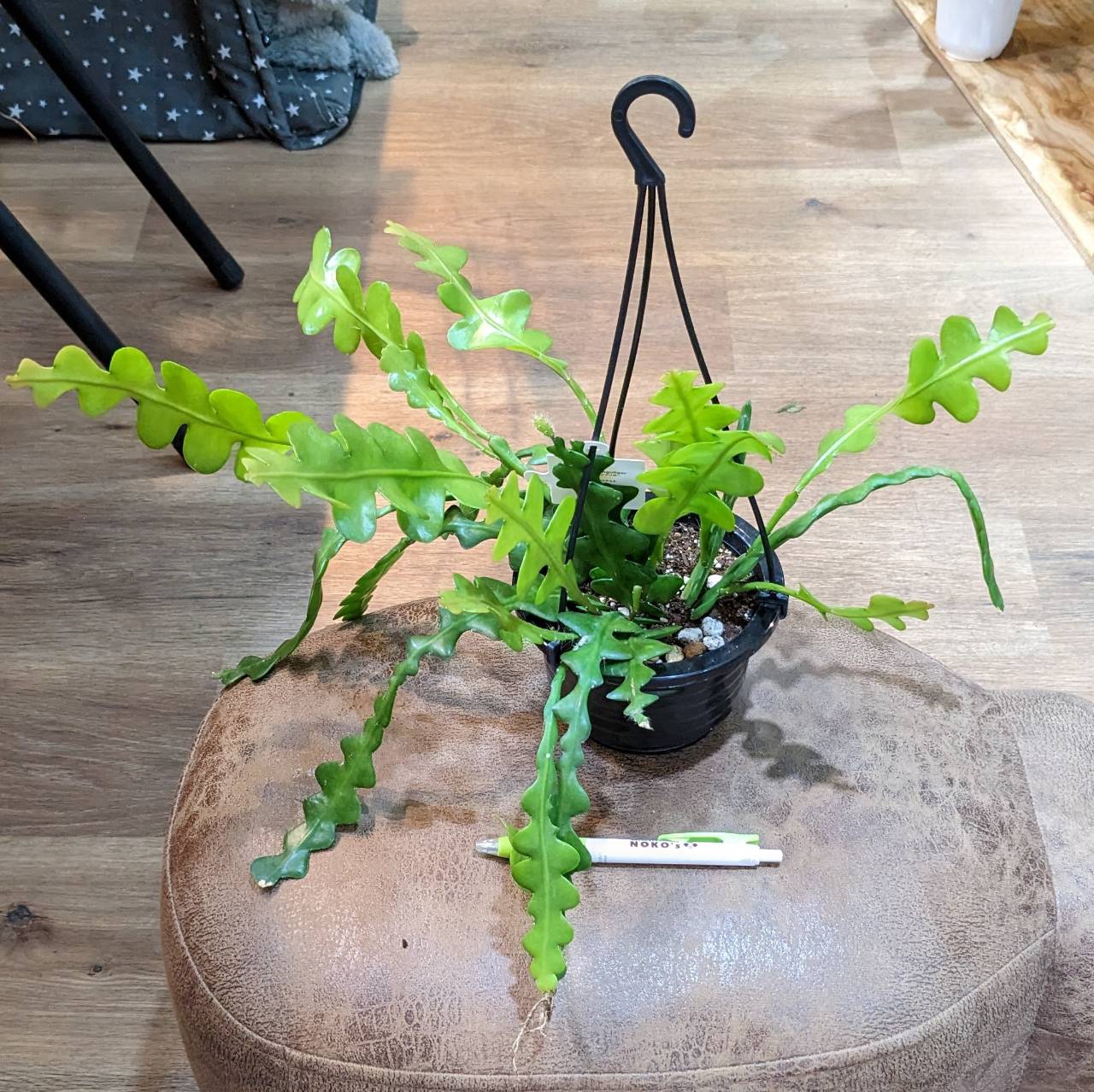 アンスリウム　アロカシア　セット Anthurium dressleri - Etsy 日本