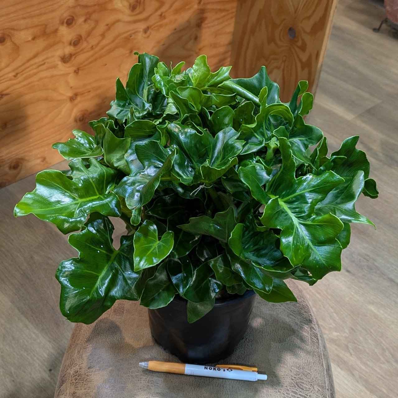 7月10日(木)◎入荷情報◎ | NOKO's