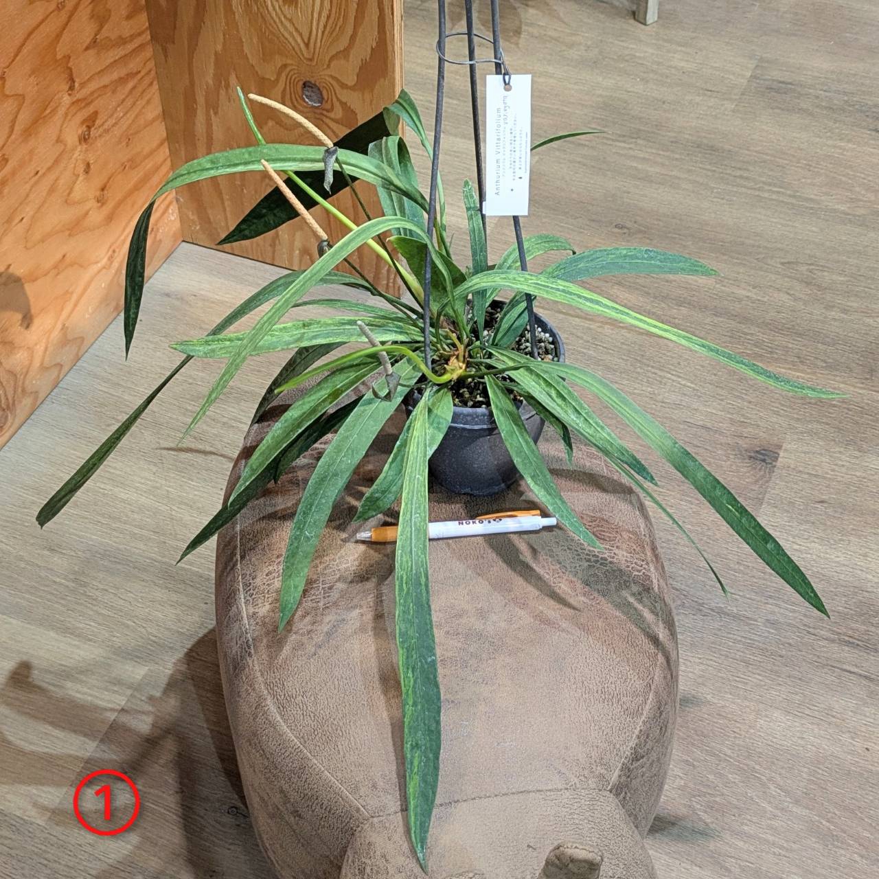その他観葉植物 honokoo 小型観葉】シンゴニウム S*Plants | 南房総いいもの市場