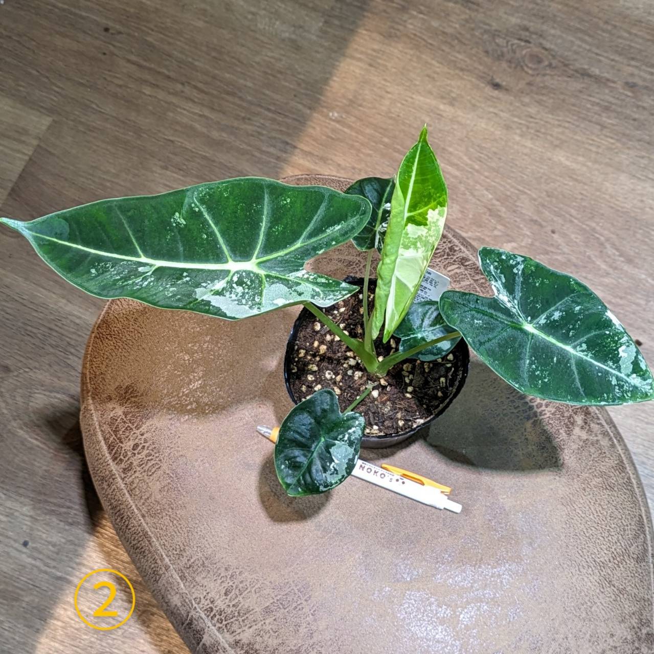 格安saleスタ 5月2日(木)入荷情報です♪” | NOKO's その他観葉植物