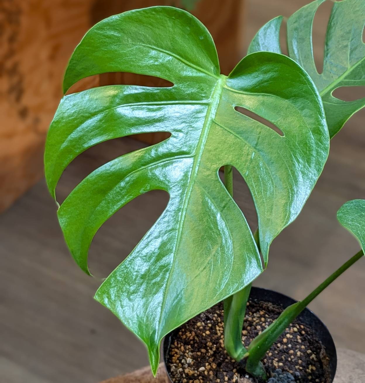 Monstera Deliciosa Platinum デリシオーサ プラチナム