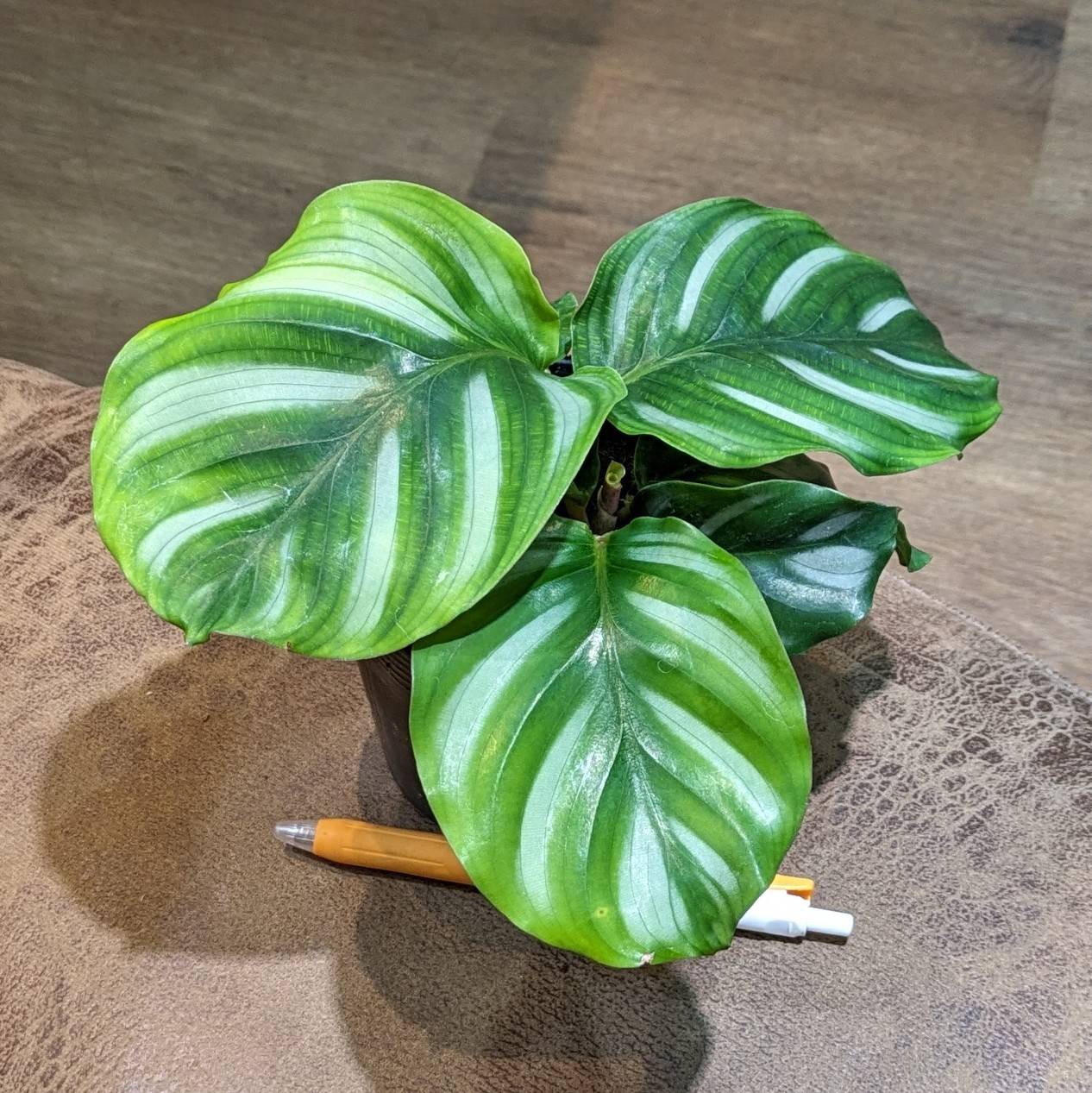 5月16日(木)＆17日(金)☆入荷情報☆ | NOKO's