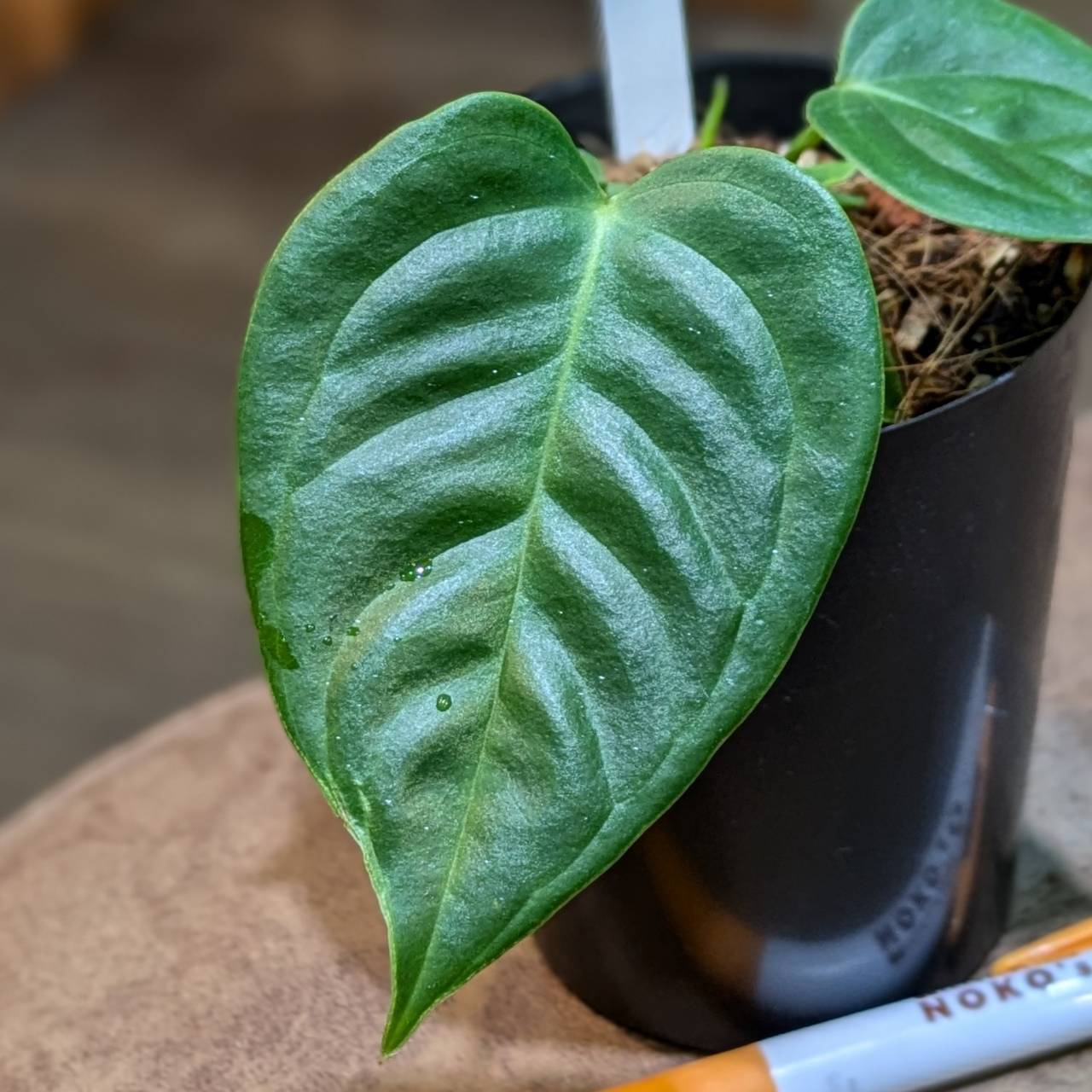 ホヤ　CVチョーク抜き苗 ホヤ CVチョーク抜き苗 ホヤ CVチョーク抜き苗