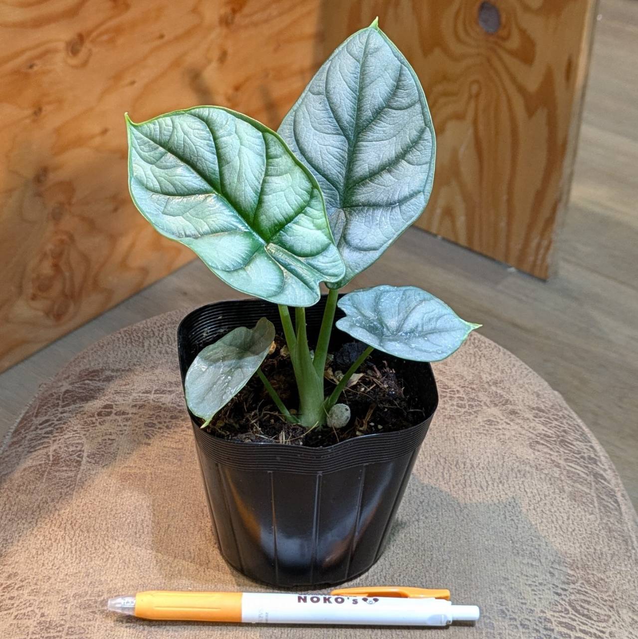12/7 大人気のアンスリウム！再入荷・新入荷！ | 観葉植物と多肉