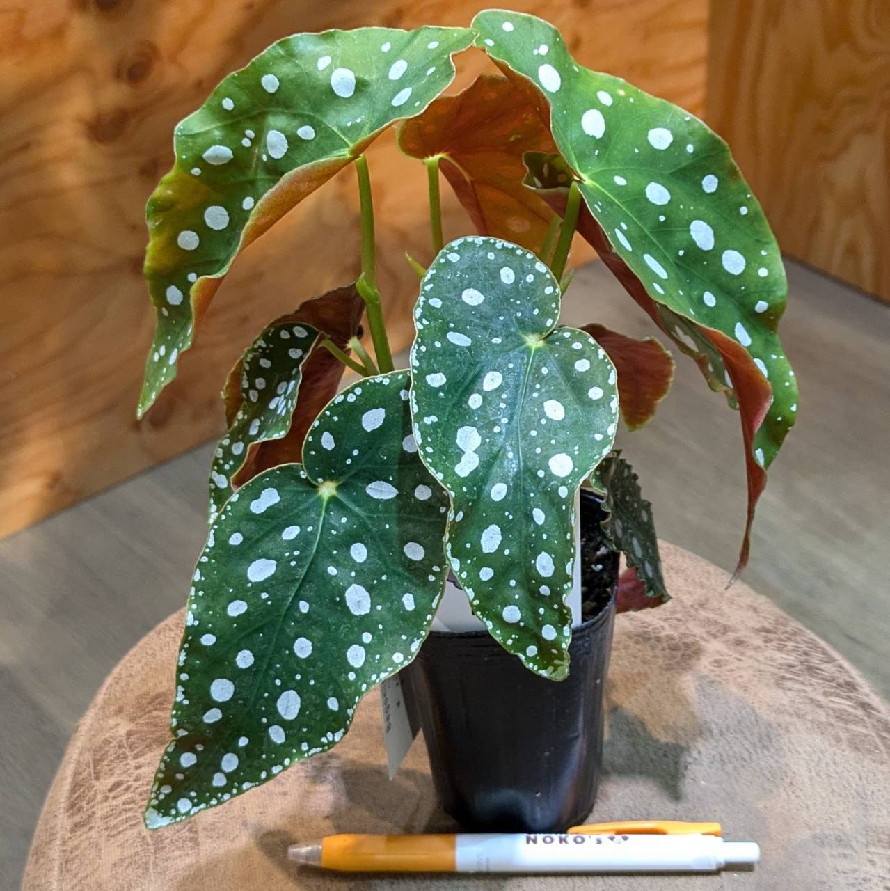 サンセベリア：マッソニアーナ（斑入り） 5号鉢植え22-01 の通販