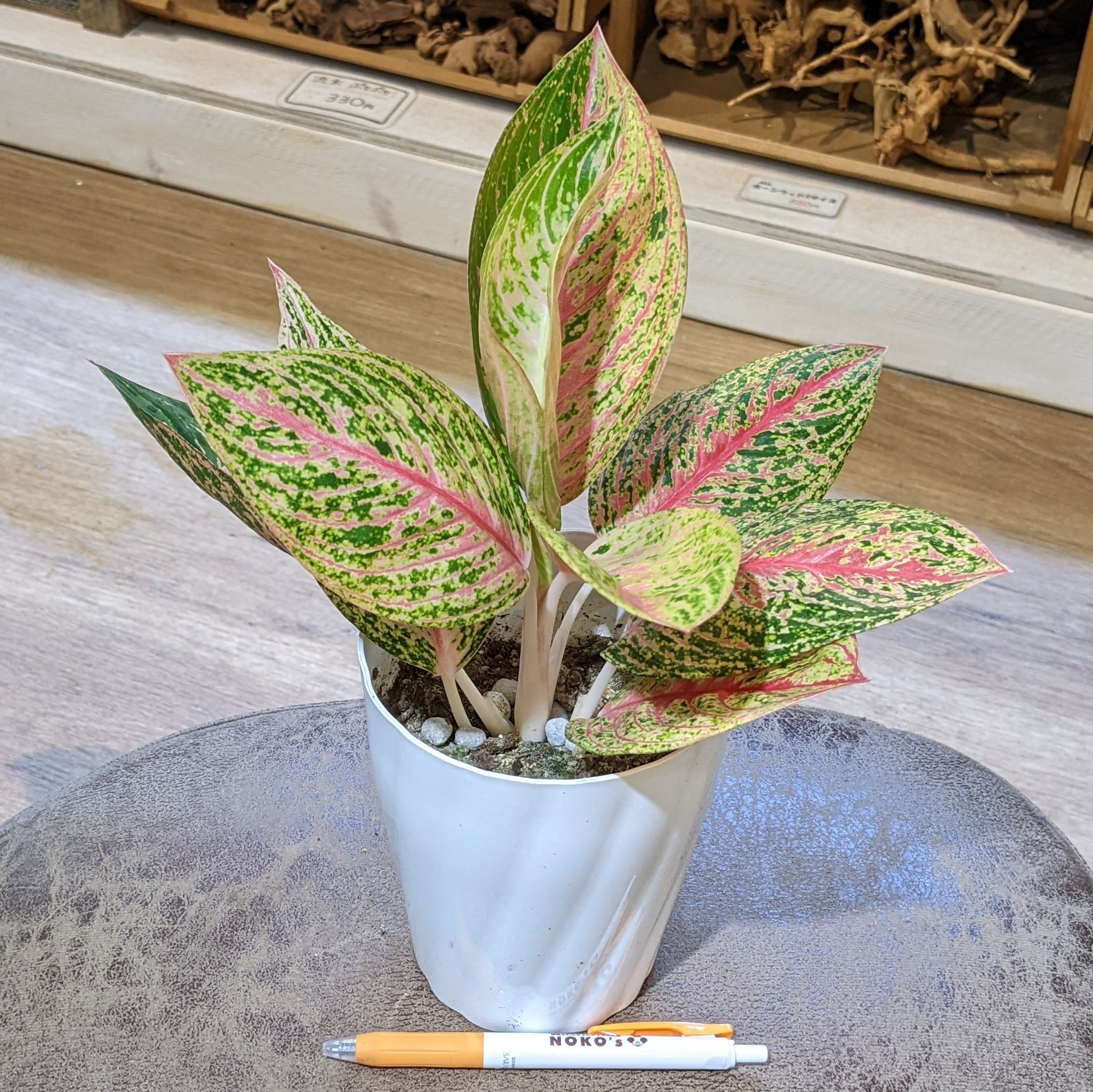 9月8日(木)☆入荷情報☆ | NOKO's