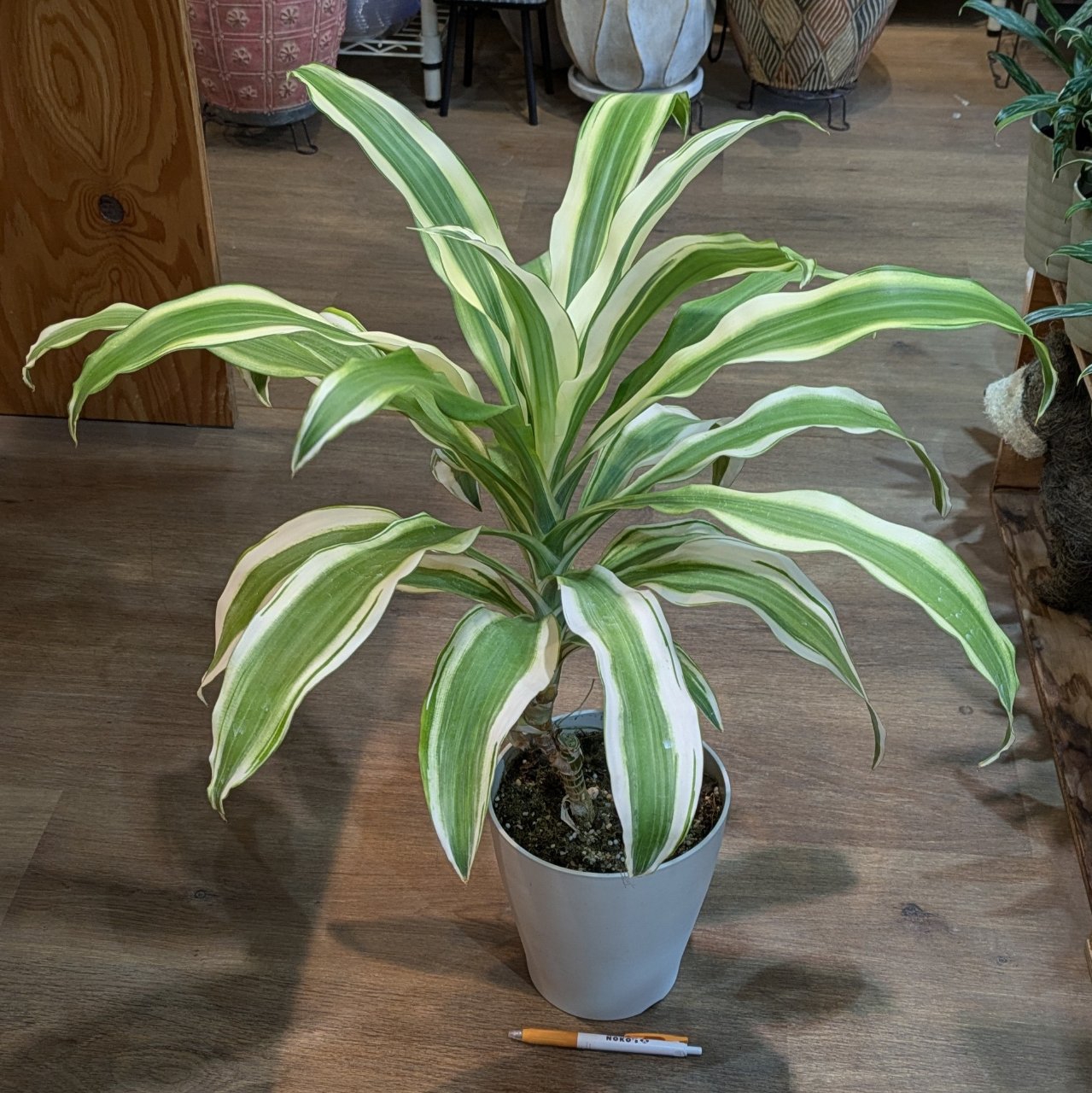 7月10日(木)◎入荷情報◎ | NOKO's