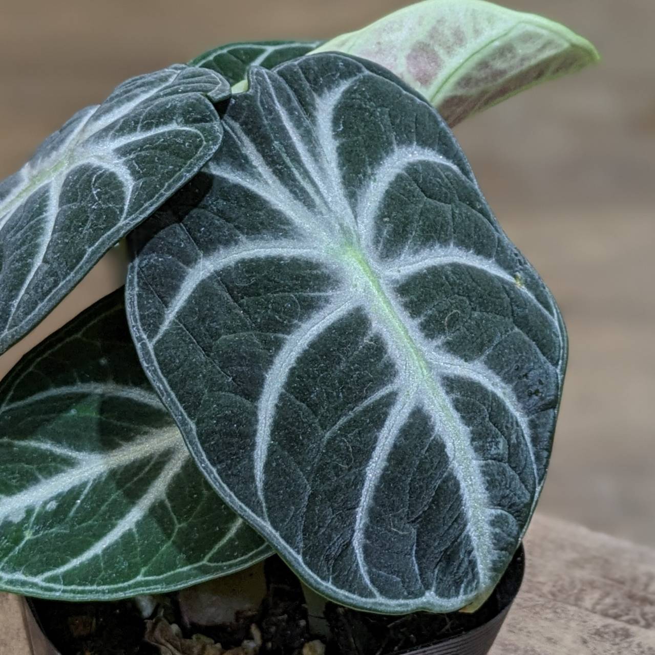 5月16日(木)＆17日(金)☆入荷情報☆ | NOKO's