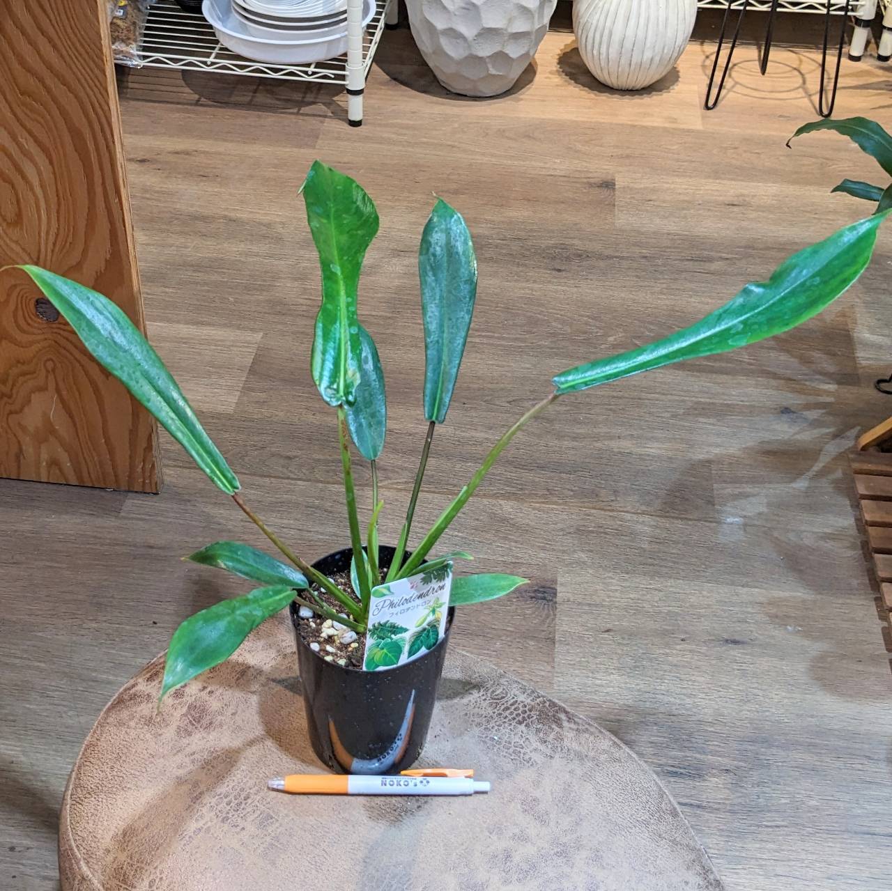 Amazon.com: Barrina 植物架附植物生長燈25W 全光譜5000K,5 層多