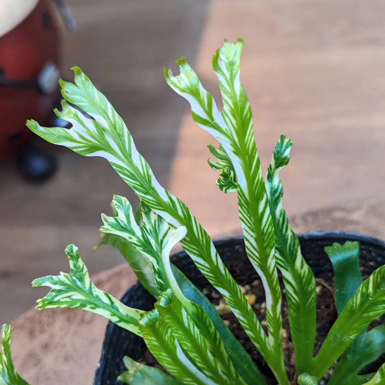 宅配便配送 8月31日(木)♫入荷情報です♪” | NOKO's その他観葉植物