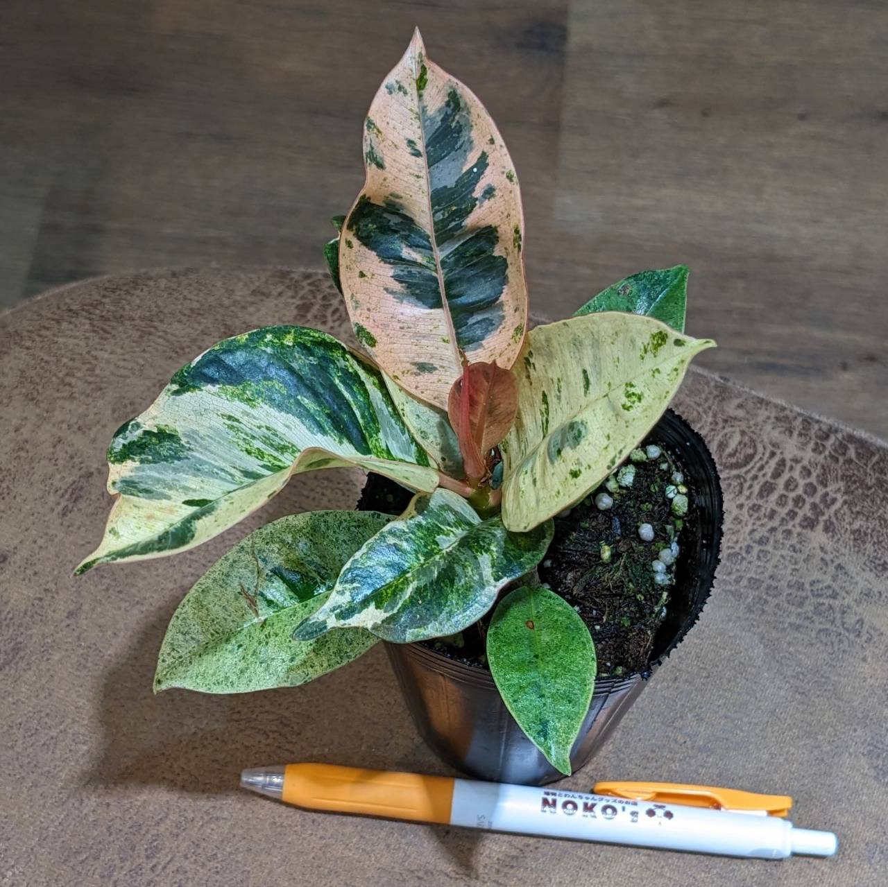 ペペロミア 小さい観葉植物 本物 ハイドロカルチャー 丸い葉っぱ
