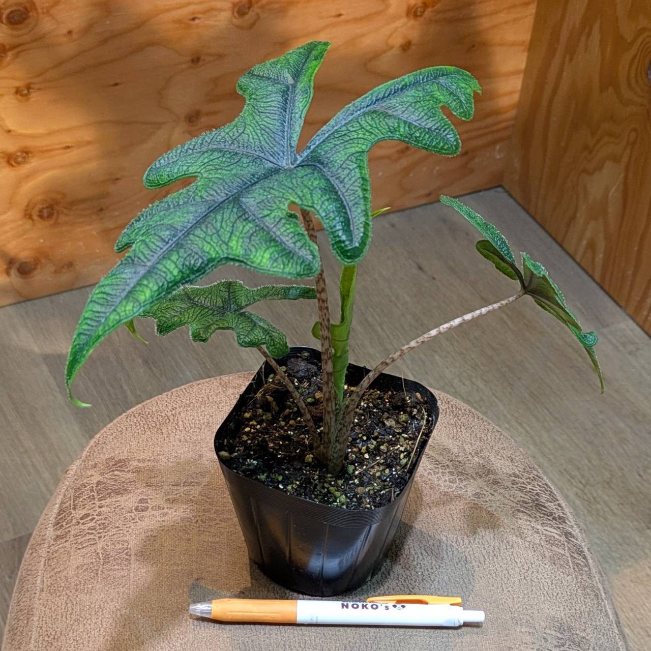 ［現品］【希少】20番　♡おすすめ♡ ポトス　ステータス　7号　観葉植物　レア 現品］【希少】20番♡おすすめ♡ ポトスステータス7号観葉植物レア