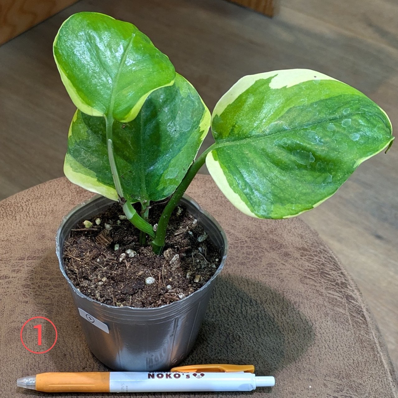 7月10日(木)◎入荷情報◎ | NOKO's