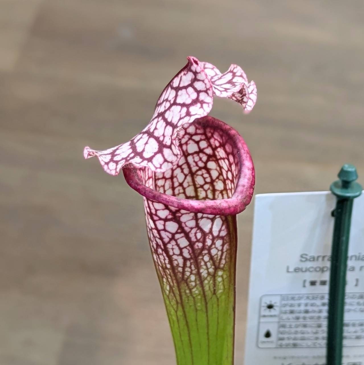 4月24日(木)◎入荷情報です◎ | NOKO's