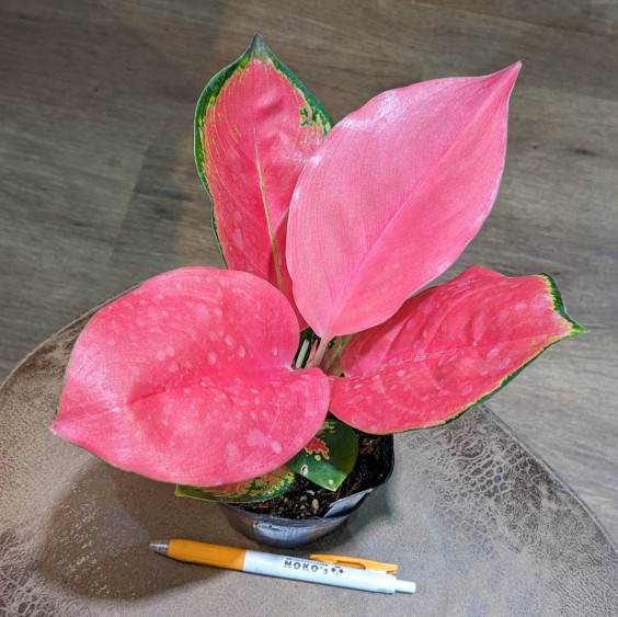 観葉植物・原種【アグラオネマ メタリカ】人気品種・希少種 不条理