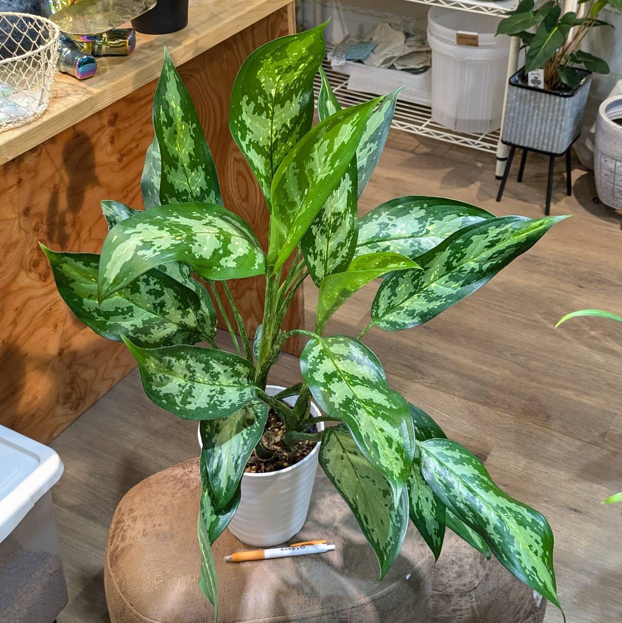 9月26日(木)☆入荷情報です☆ | NOKO's