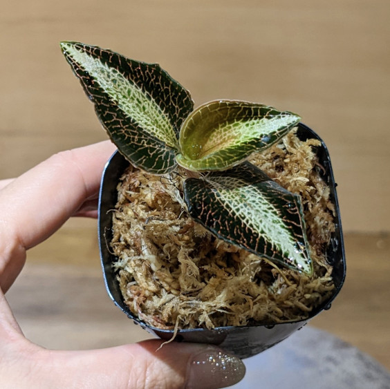 斑強!!Anoectochilus sp. ふさわしく 斑入りジュエルオーキッド 宝石蘭 