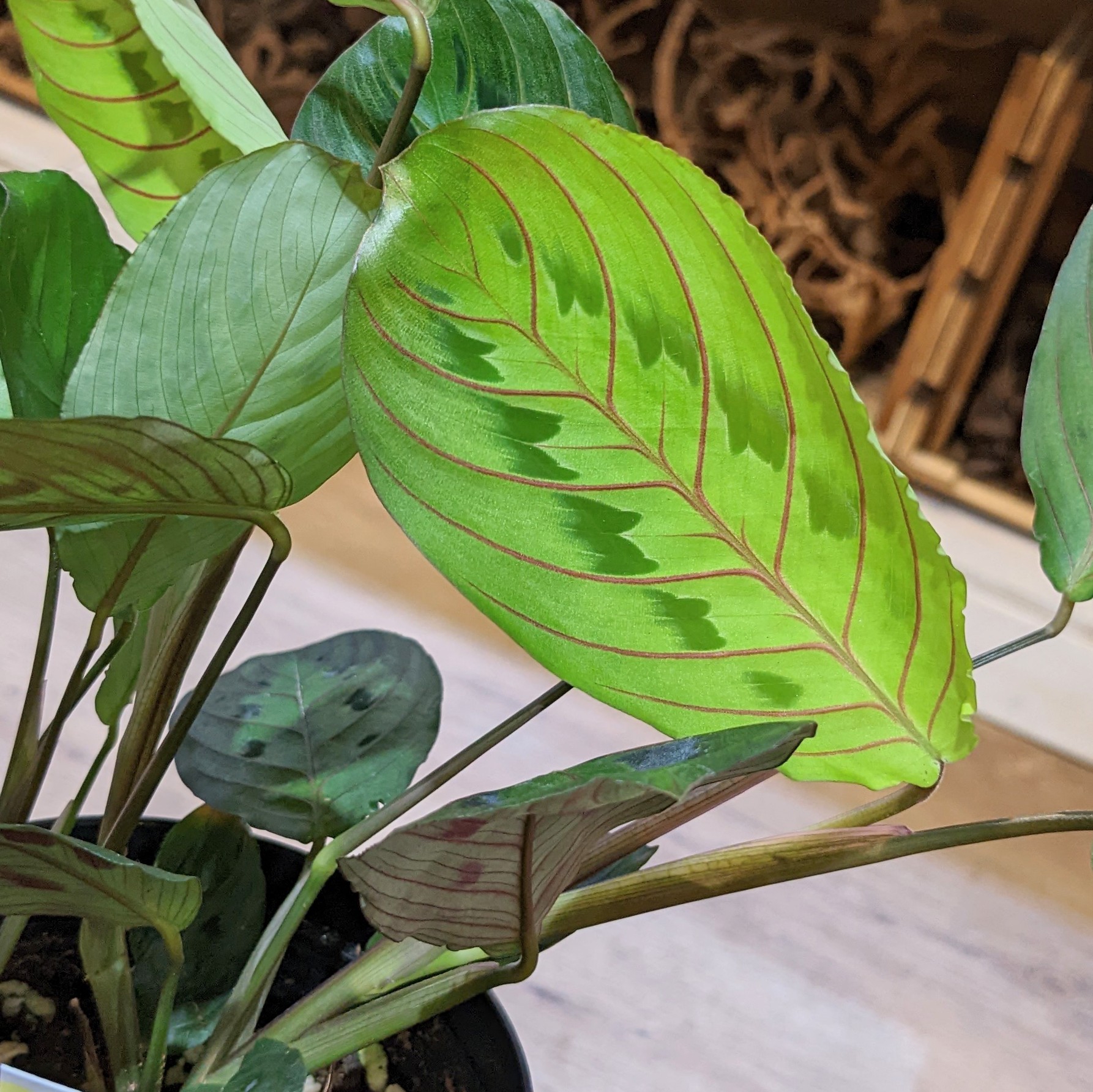 10月6日(木)☆入荷情報 | NOKO's