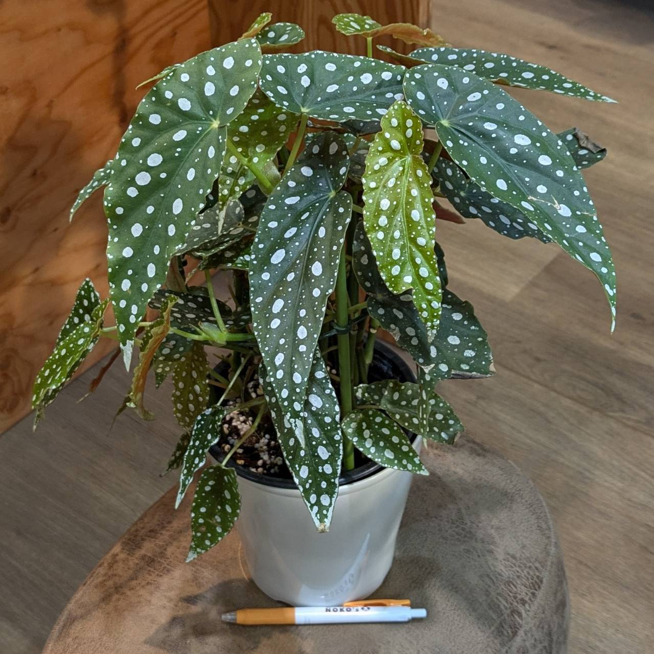 10月10日(木)◎入荷情報◎ | NOKO's