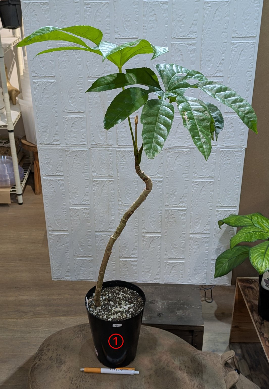 3月19日(木)◎入荷情報です◎ | NOKO's