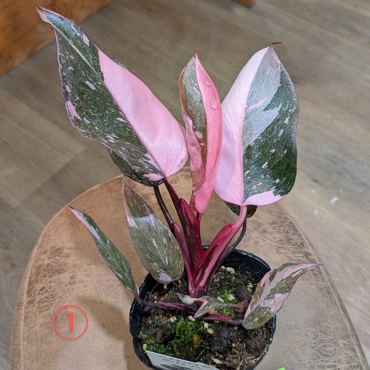 4月24日(木)◎入荷情報です◎ | NOKO's