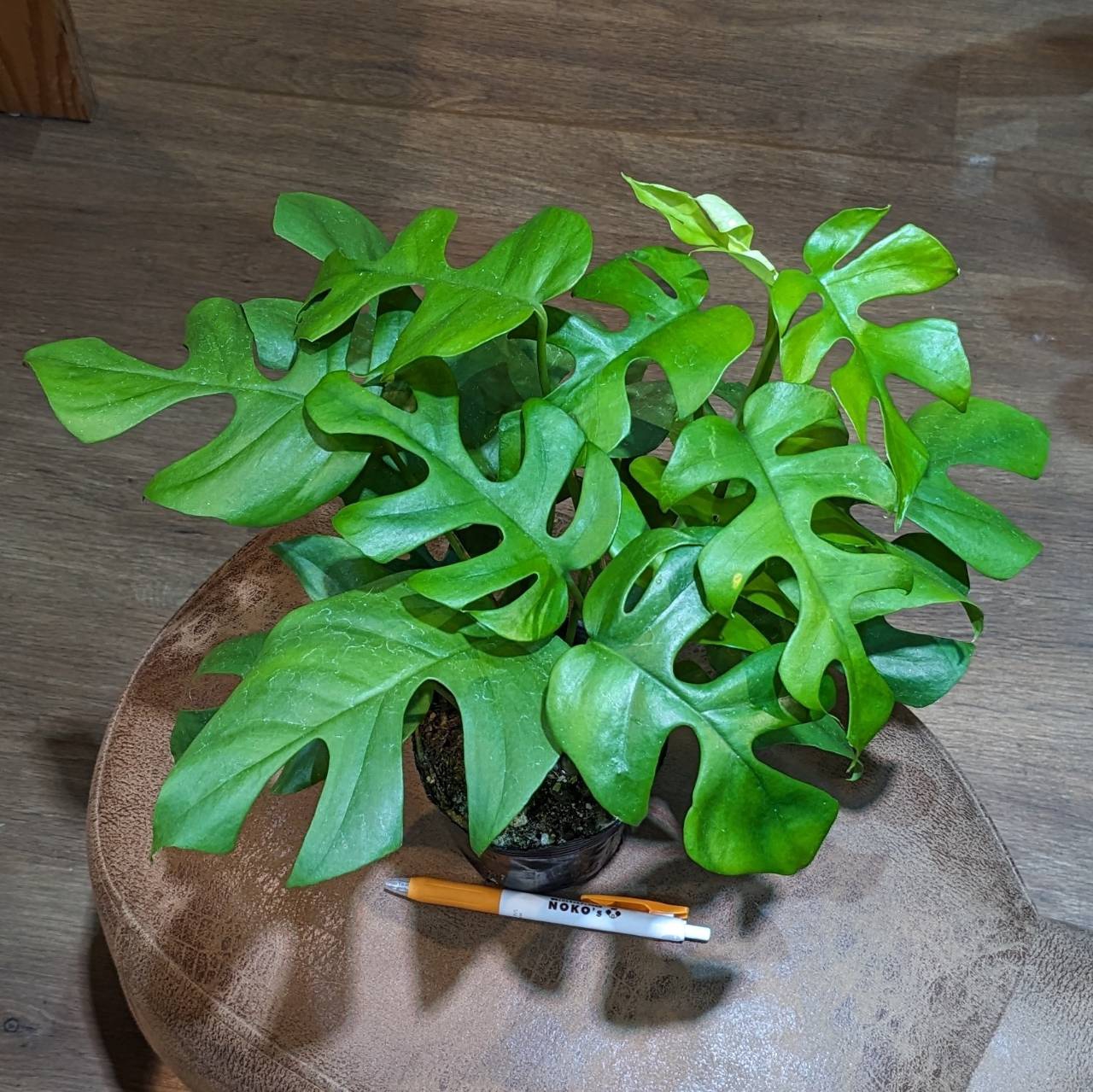 3月21日(木)入荷情報です(^^♪ | NOKO's