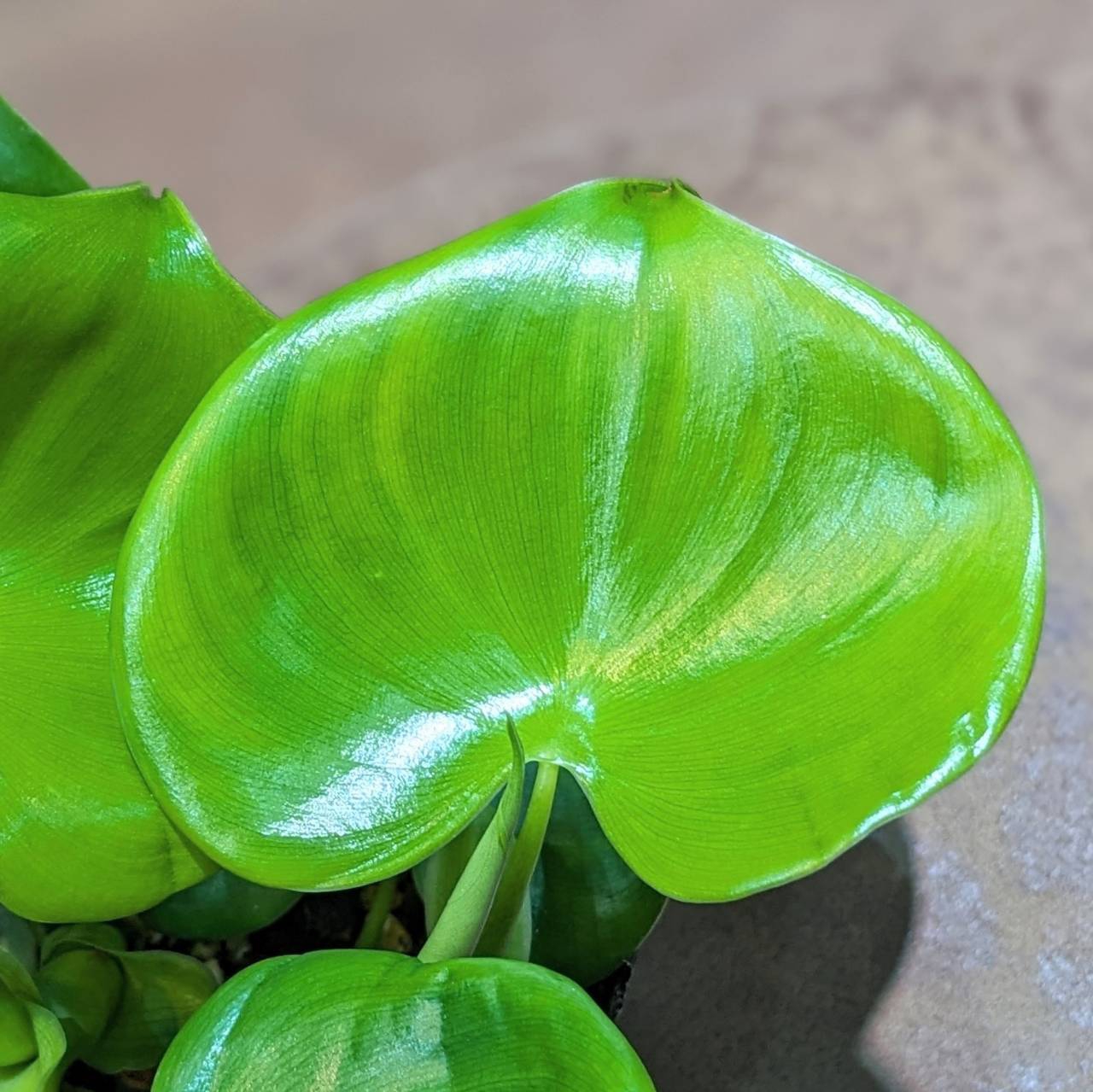 3月21日(木)入荷情報です(^^♪ | NOKO's 3月21日(木)入荷情報です(^^♪ | NOKO's