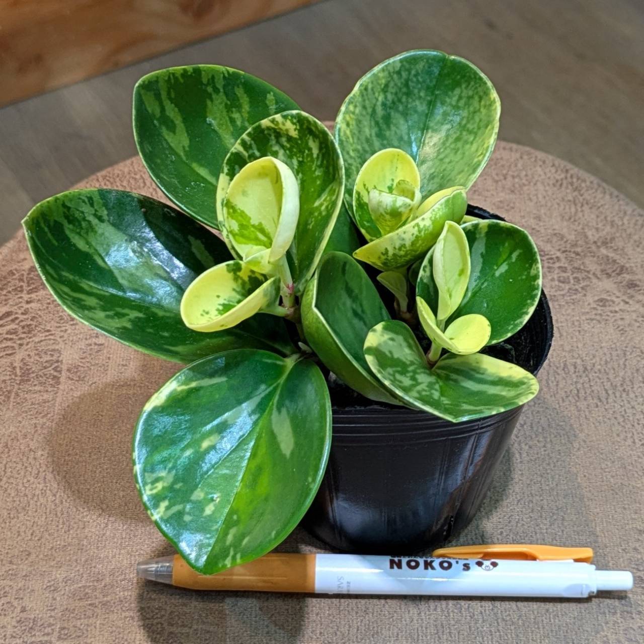 4月17日(木)入荷情報 | NOKO's