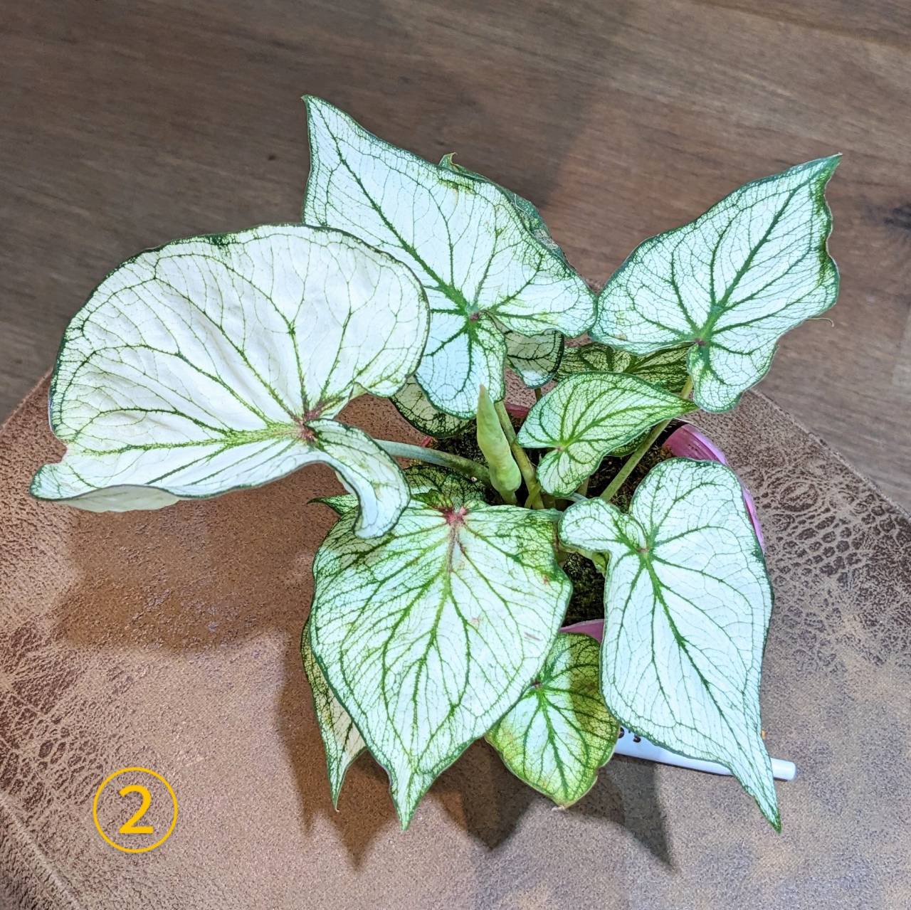 Amazon.com: Barrina 植物架附植物生長燈25W 全光譜5000K,5 層多