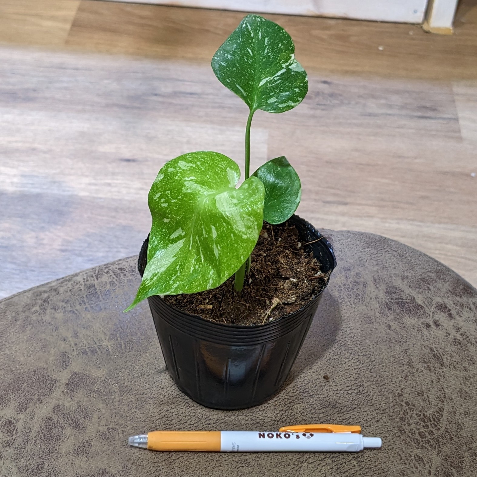 きりたんぽ モンステラ70 スケルトン　78.+グリーンスノー きりたんぽ様専用 モンステラ70 スケルトン 78.+グリーンスノー