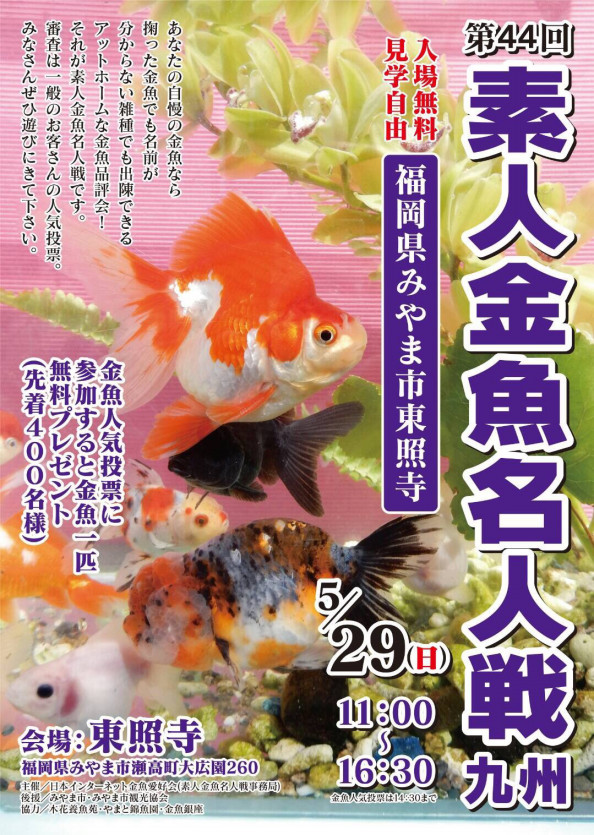 福岡県みやま市で 素人金魚名人戦 開催 第44回素人金魚名人戦 開催決定