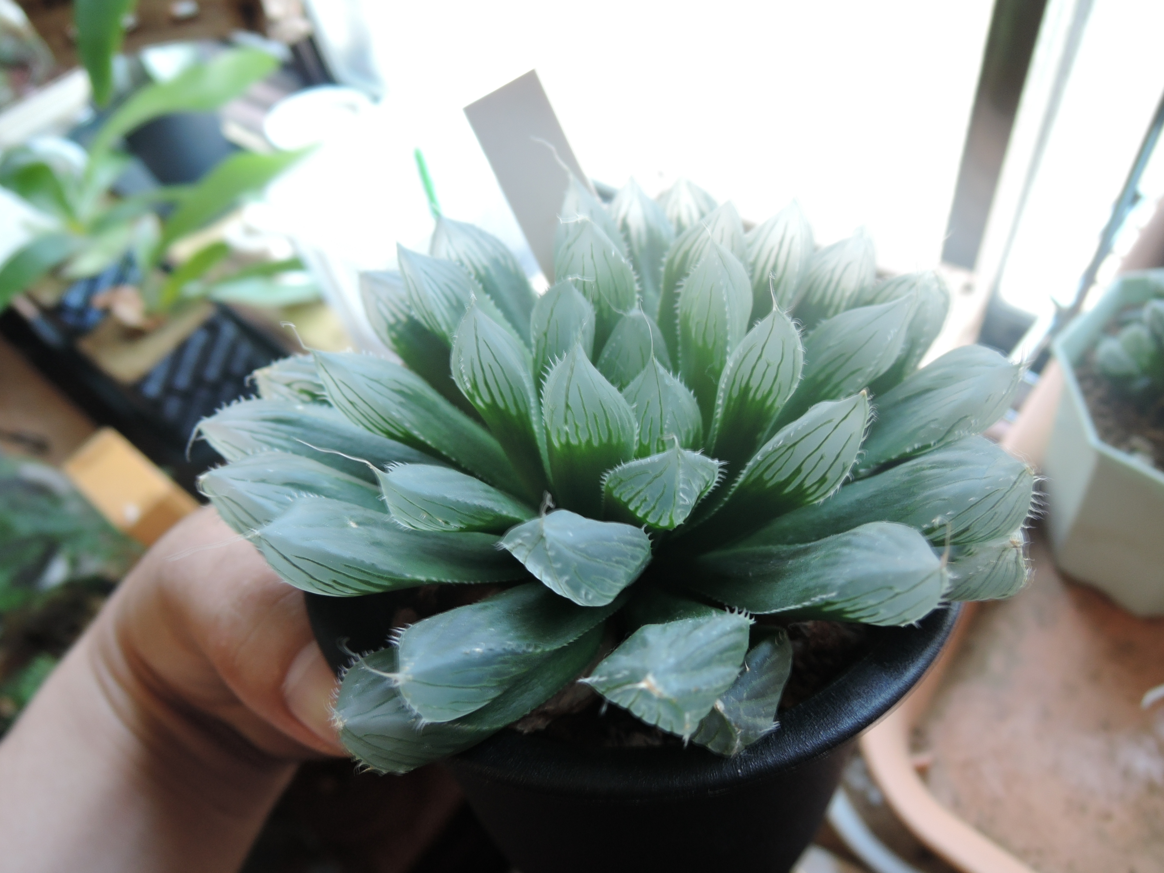 我が家の室内Haworthia | GreenGardenGear