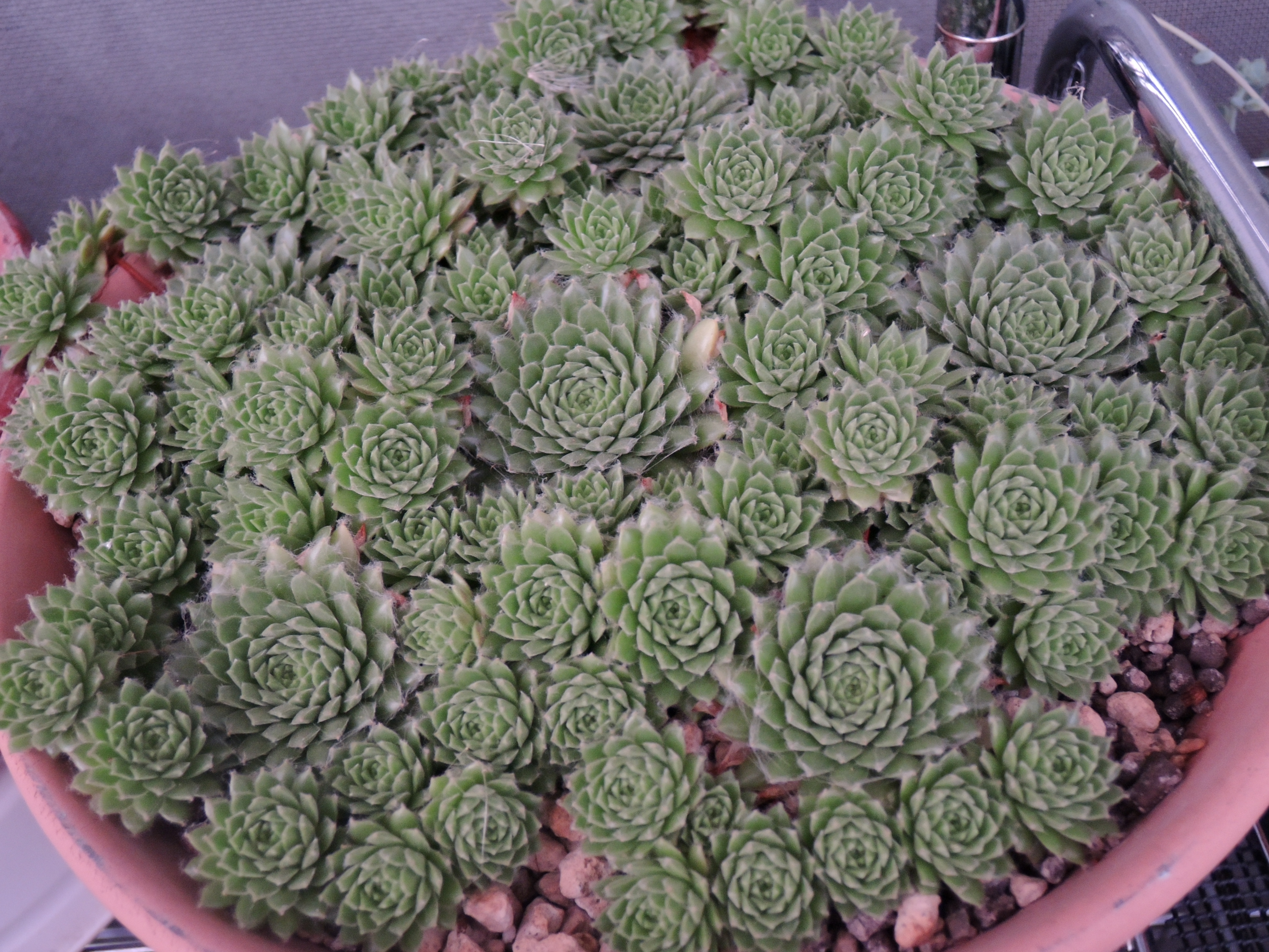 公式通販 - 人気アイテム多数 Sempervivumの逞しさ。 GreenGardenGear | その他多肉植物