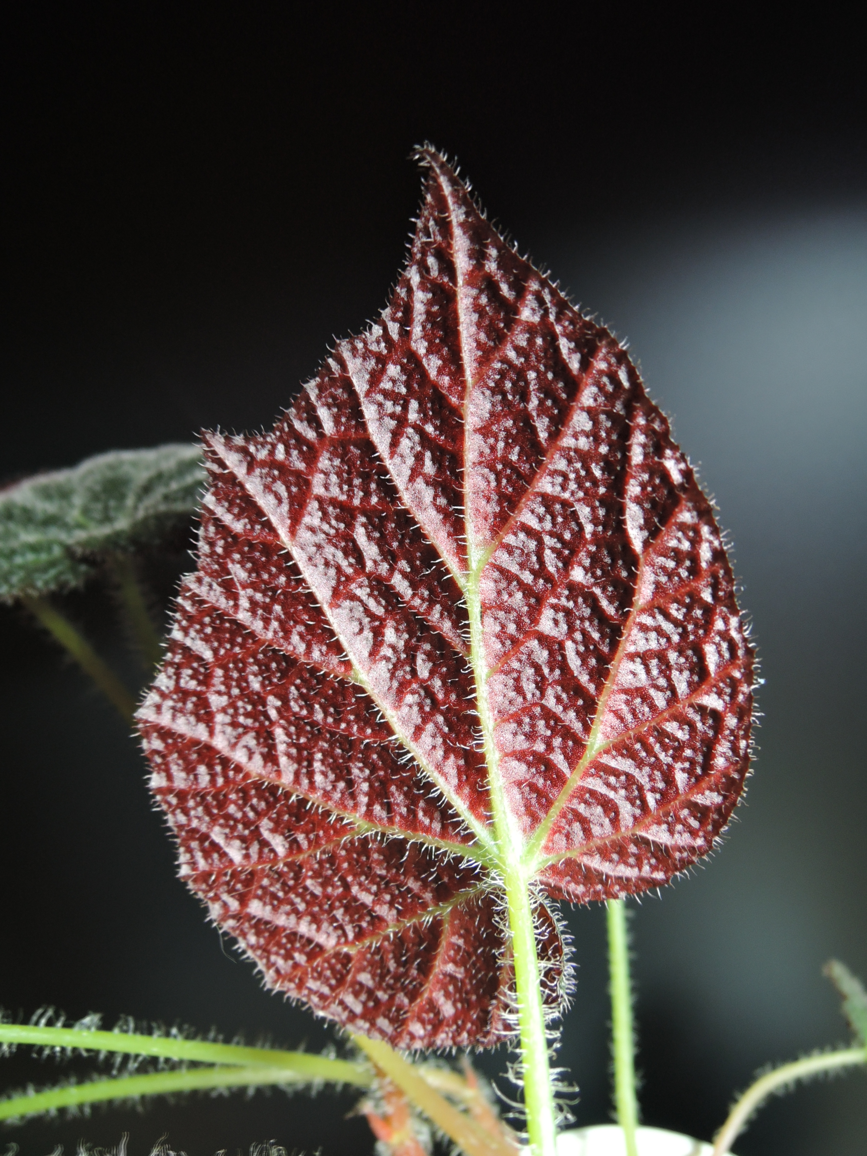 Begoniaの多様な表現 | GreenGardenGear Begoniaの多様な表現 | GreenGardenGear