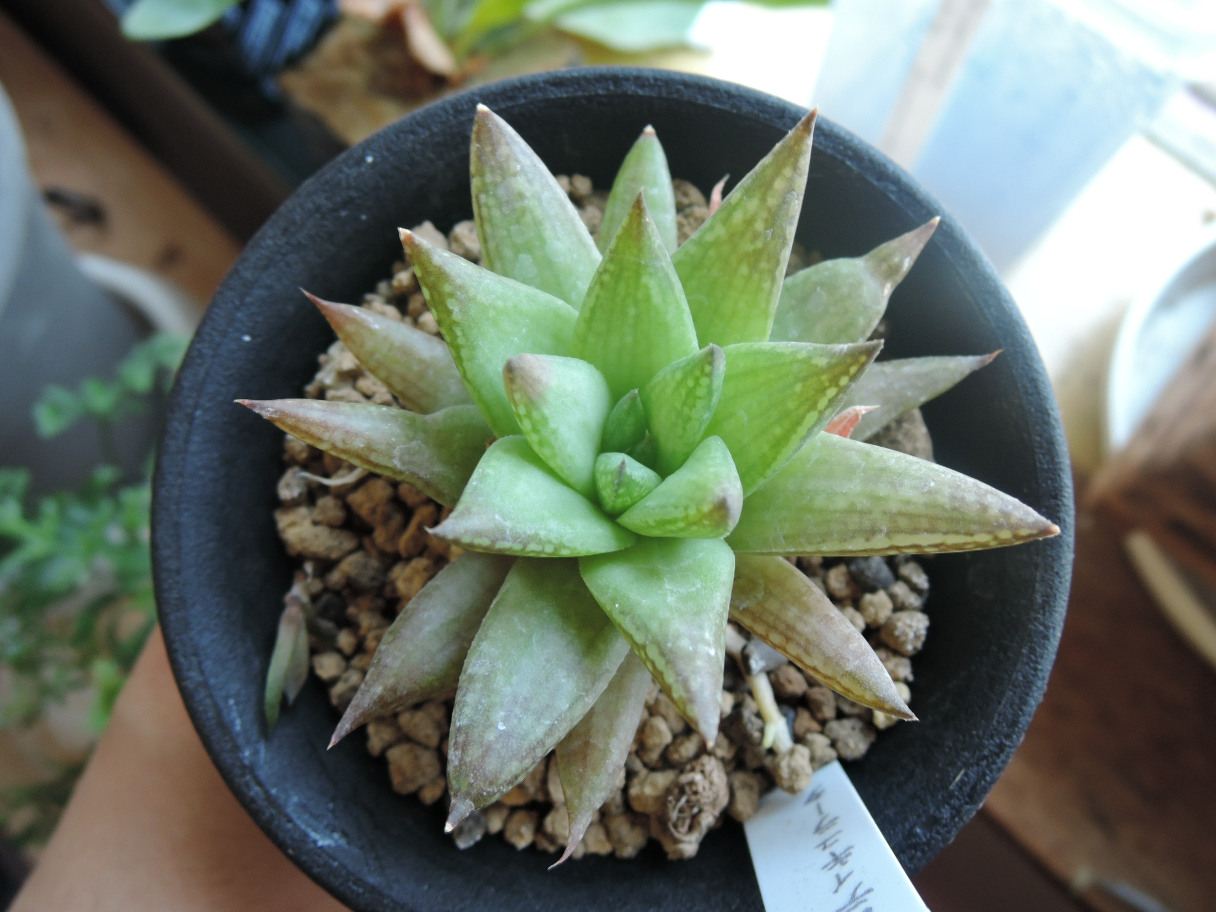 我が家の室内Haworthia | GreenGardenGear