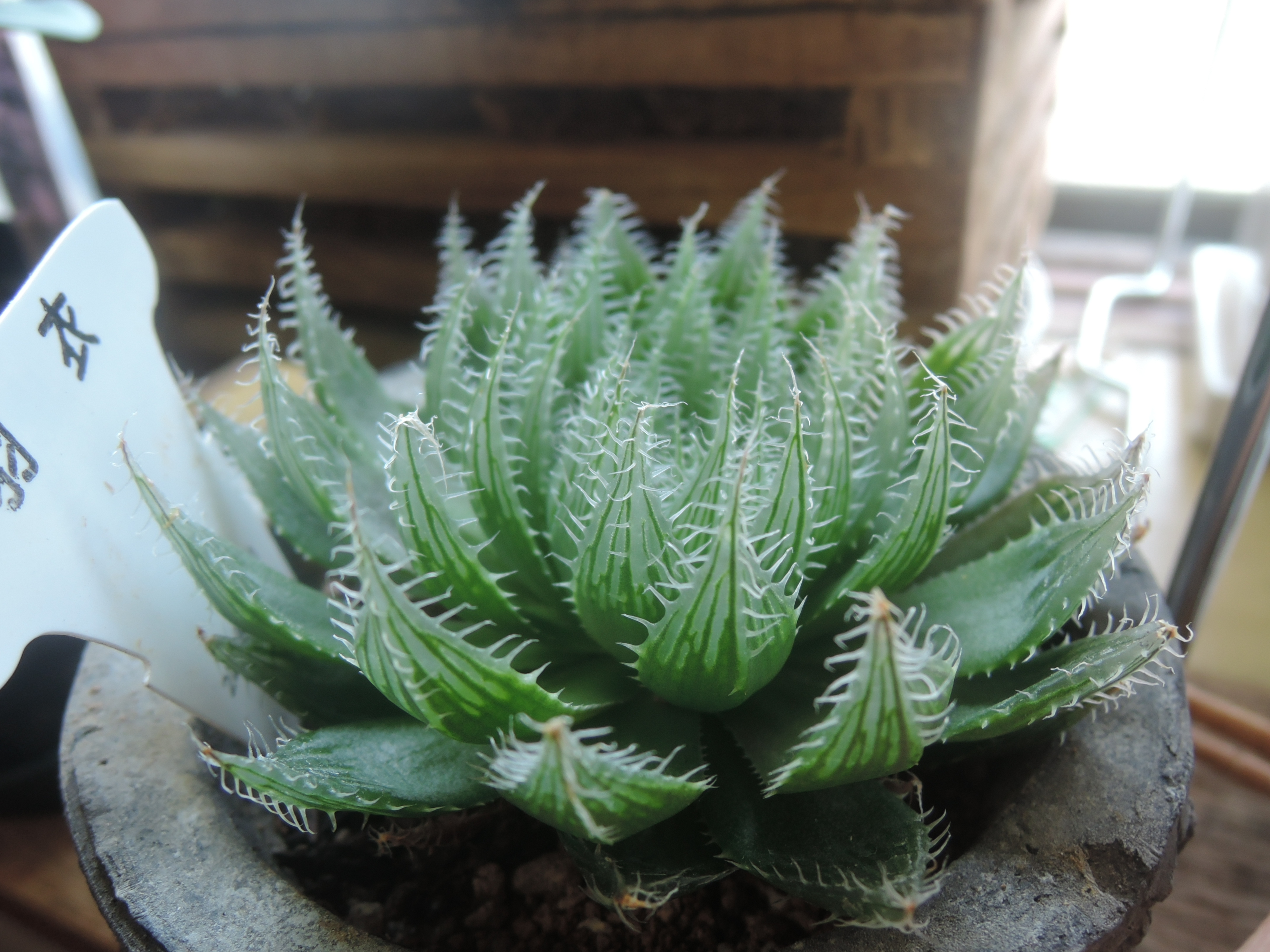 我が家の室内Haworthia | GreenGardenGear