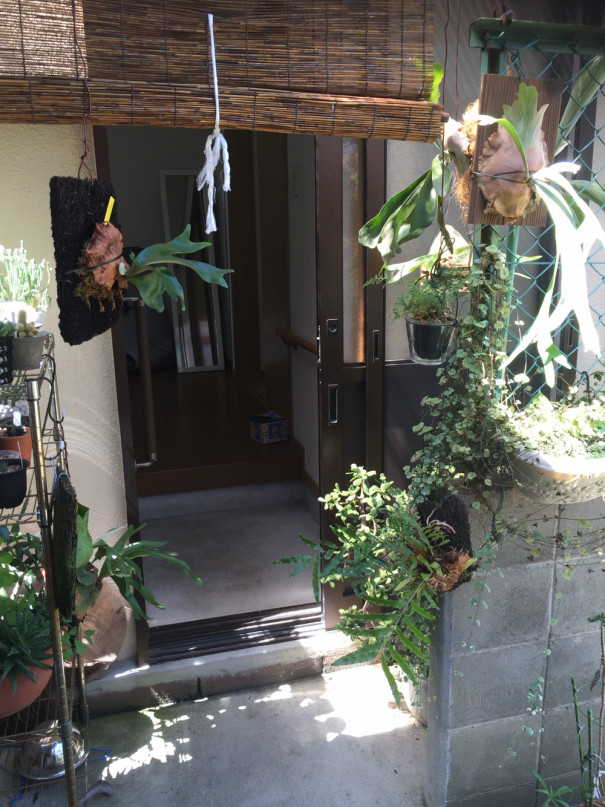 明るい日陰とハオルチア Greengardengear