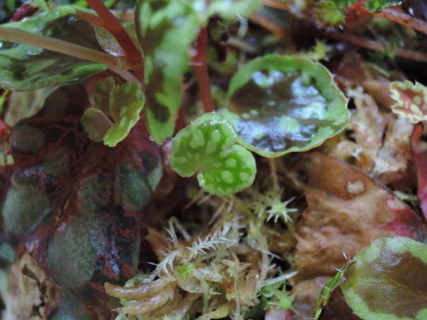 魅惑のbegonia葉ざし箱 Greengardengear