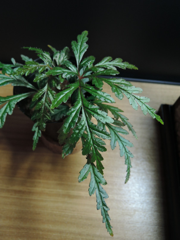 Begoniaの多様な表現 Greengardengear Begoniaの多様な表現 Greengardengear