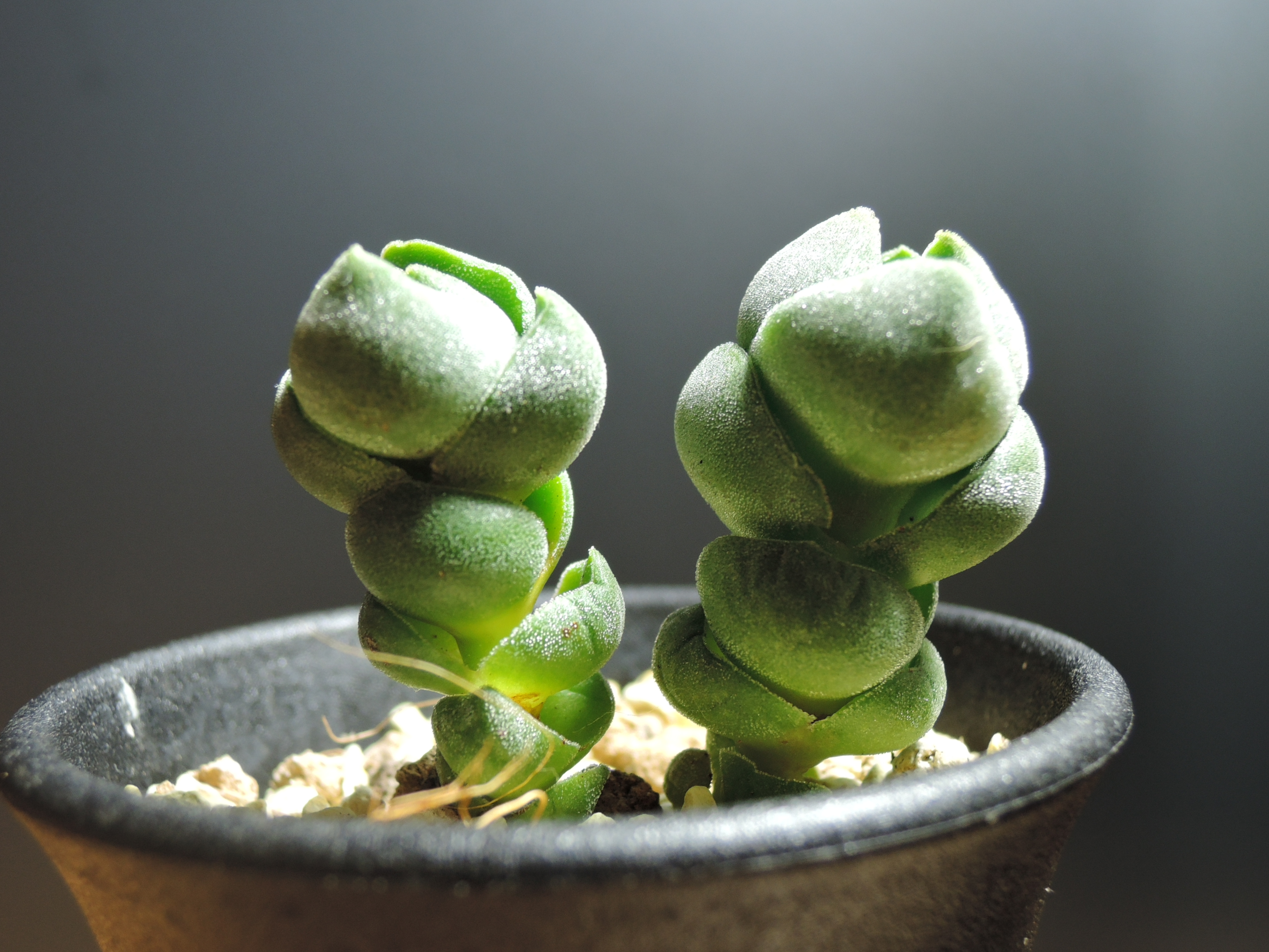 幾何学的なCrassula | GreenGardenGear 幾何学的なCrassula | GreenGardenGear